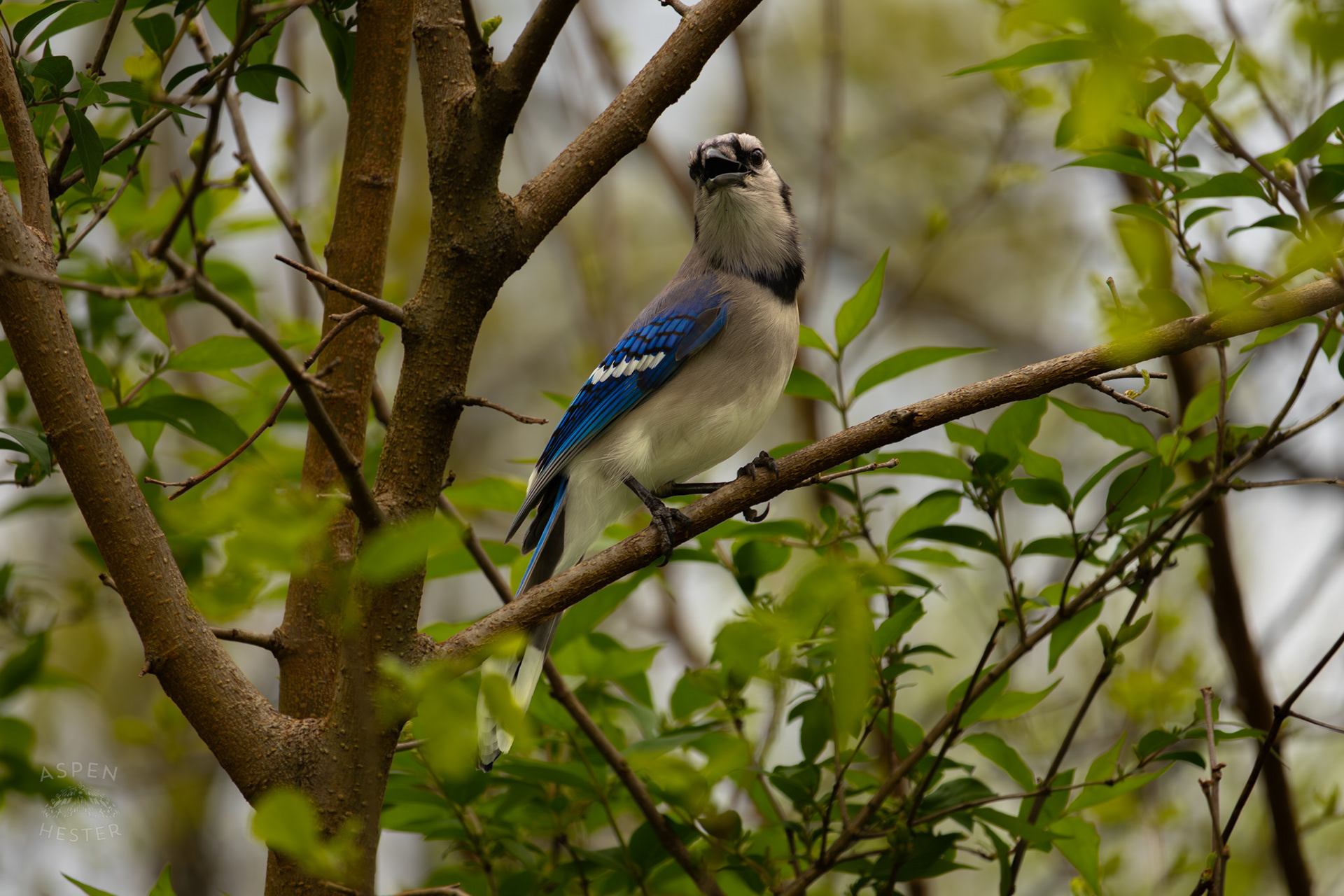 A Blue Jay Calls Out From A Tree Top in Brown Park. April 14th, 2025/Aspen Hester 