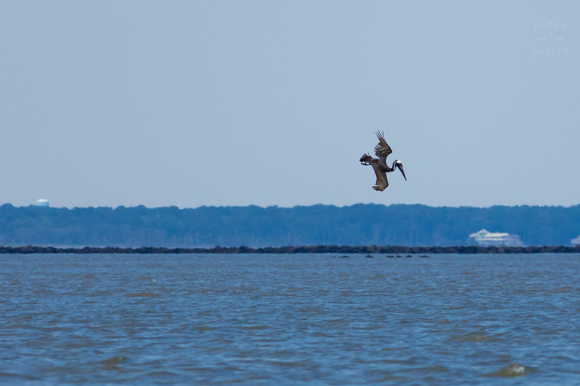 Sea Bird Diving Into The Water of Tybee Island Georgia. June 24th, 2024/Aspen Hester