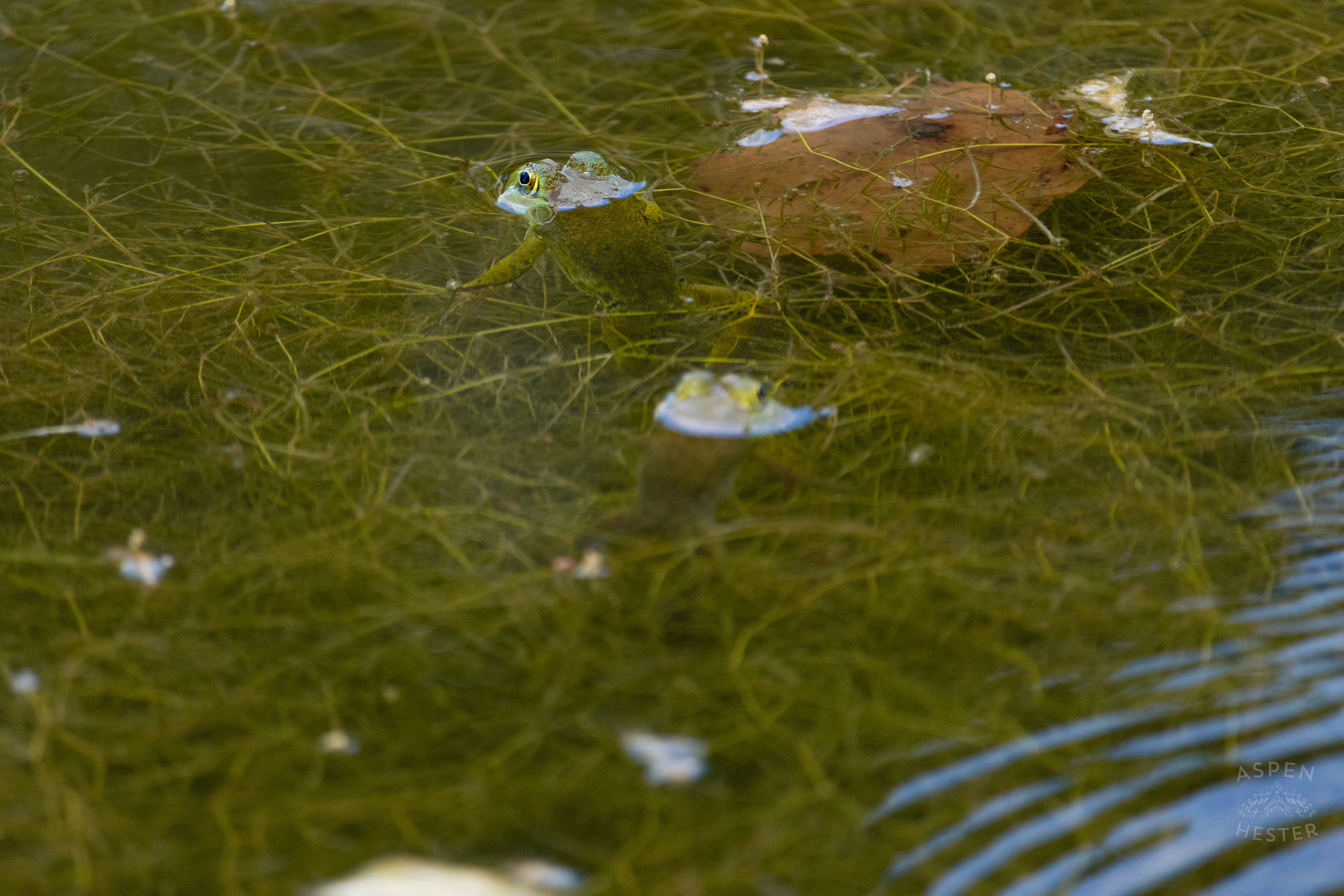 Two Frogs in The Chickasaw Park Pond. August 25th, 2024/Aspen Hester