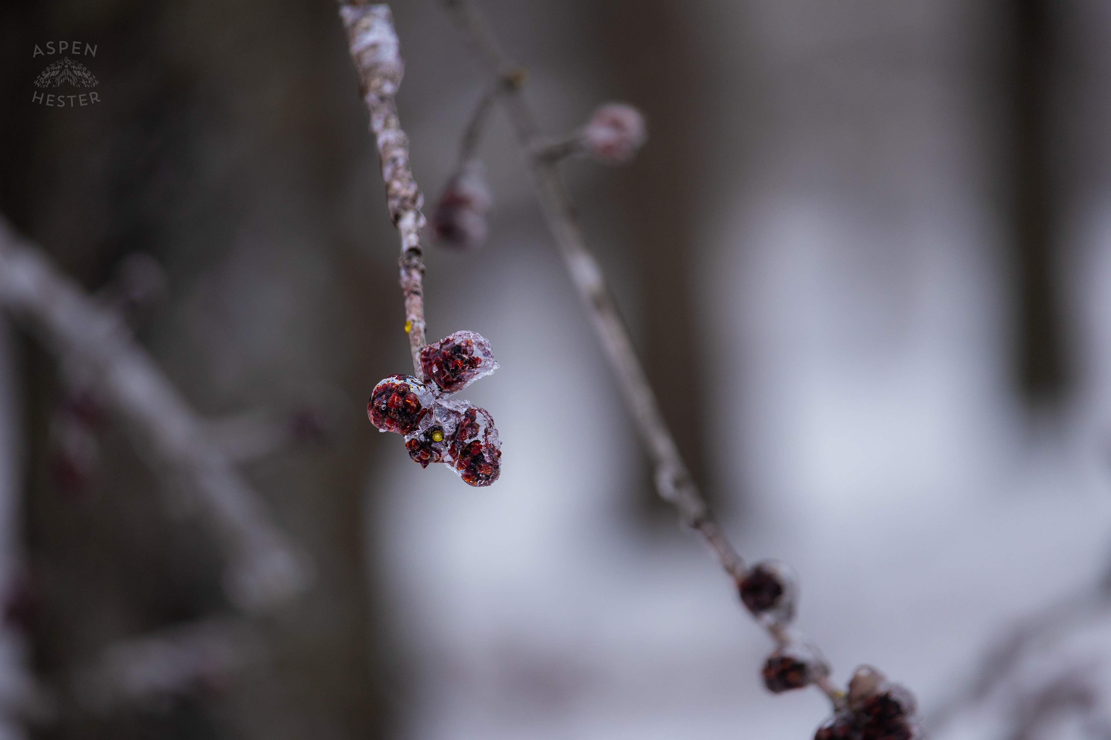 Large Branch of A Red Maple Tree Encased in the Ice That Caused it to Fall After Winter Storm Blair. January 6th, 2025/Aspen Hester
