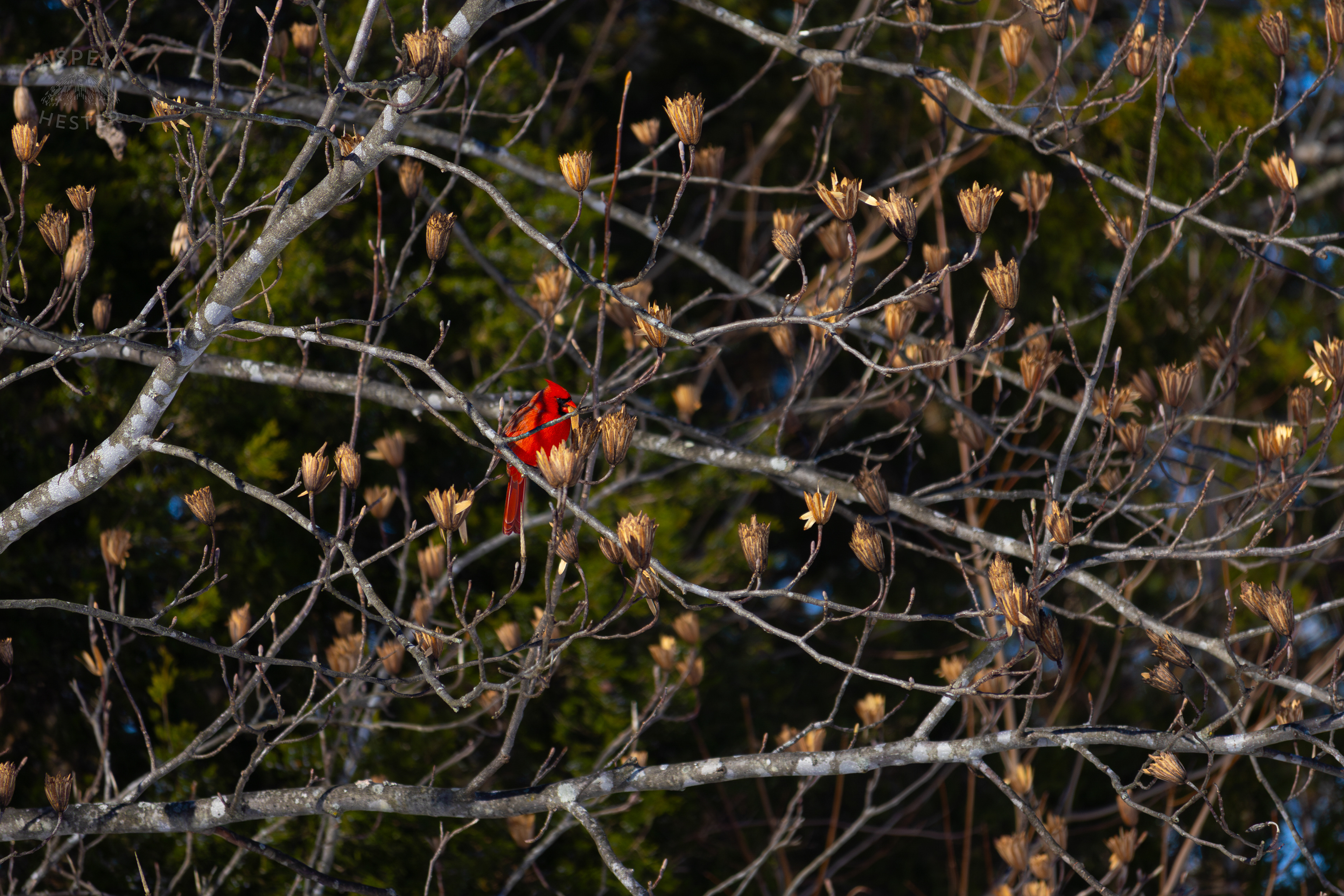 A Cardinal Eats The Seeds From A Tulip Tree in my Backyard. January 13th, 2025/Aspen Hester