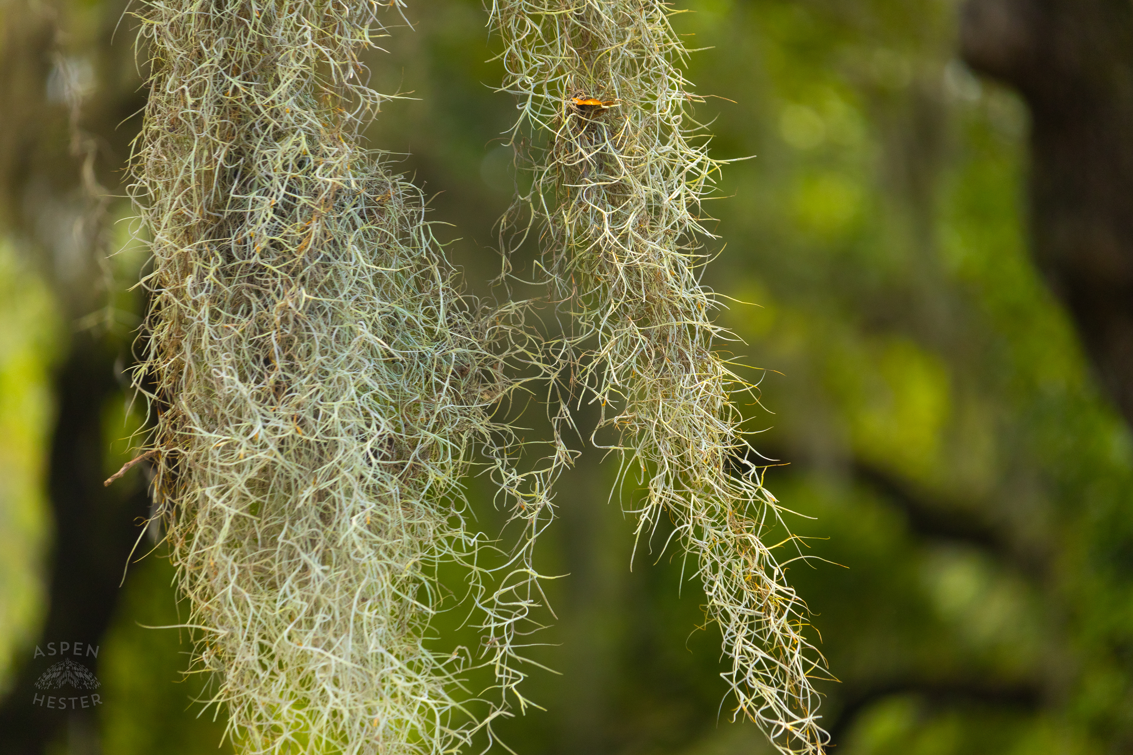 Spanish Moss in Savannah Georgia. June 26th, 2024/Aspen Hester