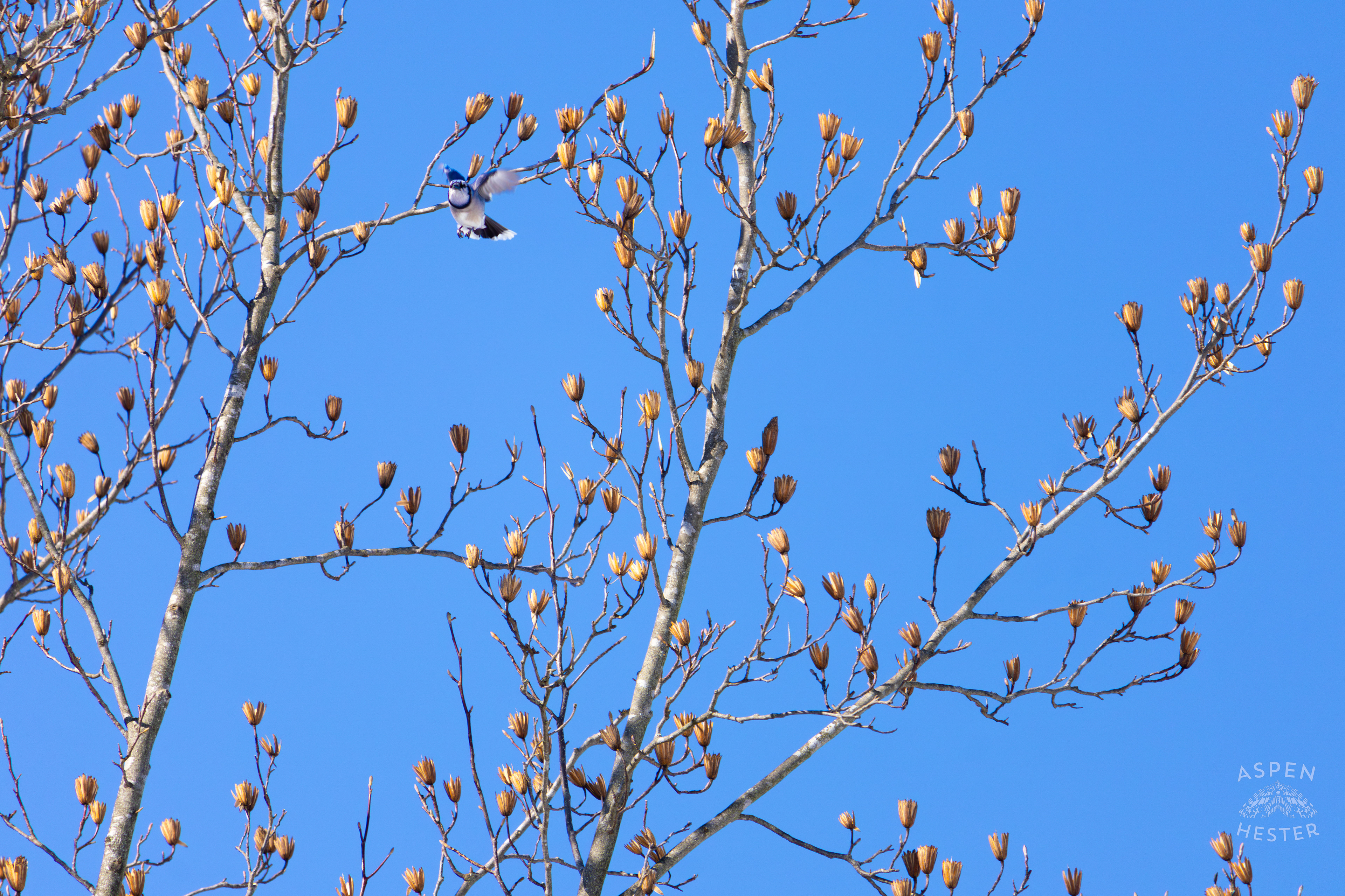 A Blue Jay Flies Away From A Tulip Tree in my Backyard. January 13th, 2025/Aspen Hester
