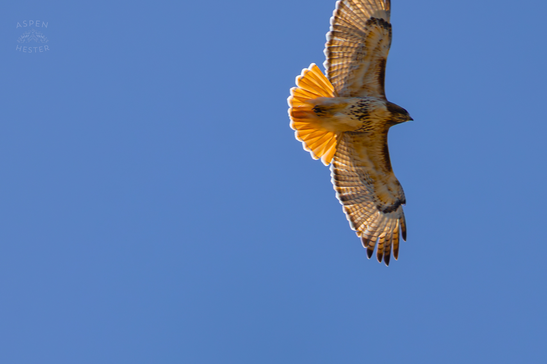 A Red-Tailed Hawk Soars Above Wendell Moore Park Right Before Spring. March 18th, 2025/Aspen Hester