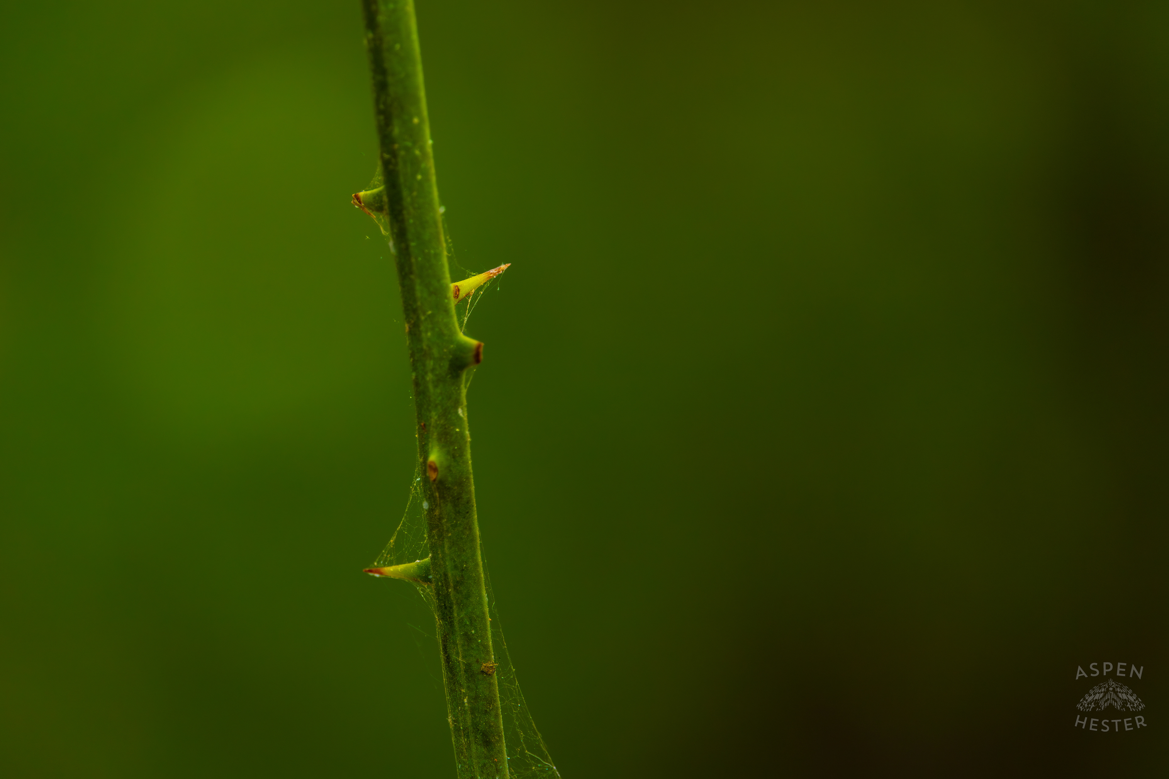 Thorns Dotting The Edges of Paths Running Through the Inside of Jefferson Memorial Forest. September 3rd, 2024/Aspen Hester