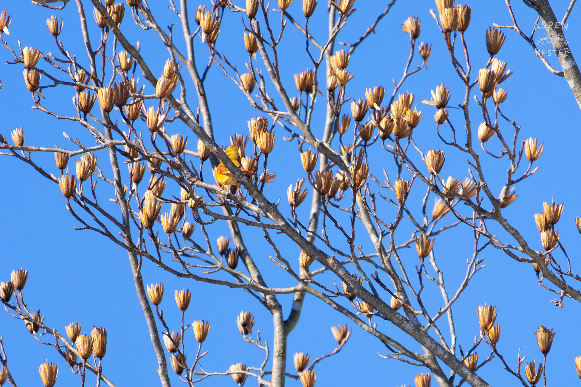 A Bright Female Cardinal Sits in A Tulip Tree in my Backyard. January 13th, 2025/Aspen Hester