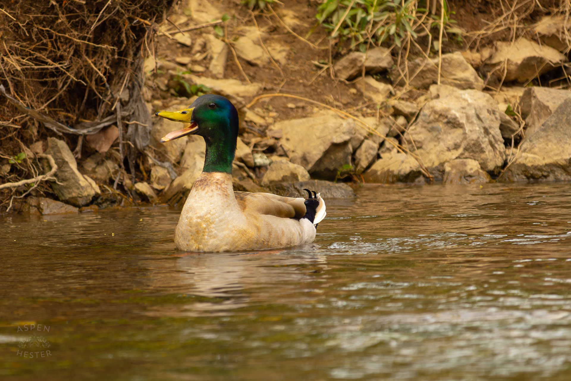 A Male Mallard Quacks in Middle Fork Beargrass Creek Where It Runs Through Brown Park. April 14th, 2025/Aspen Hester
