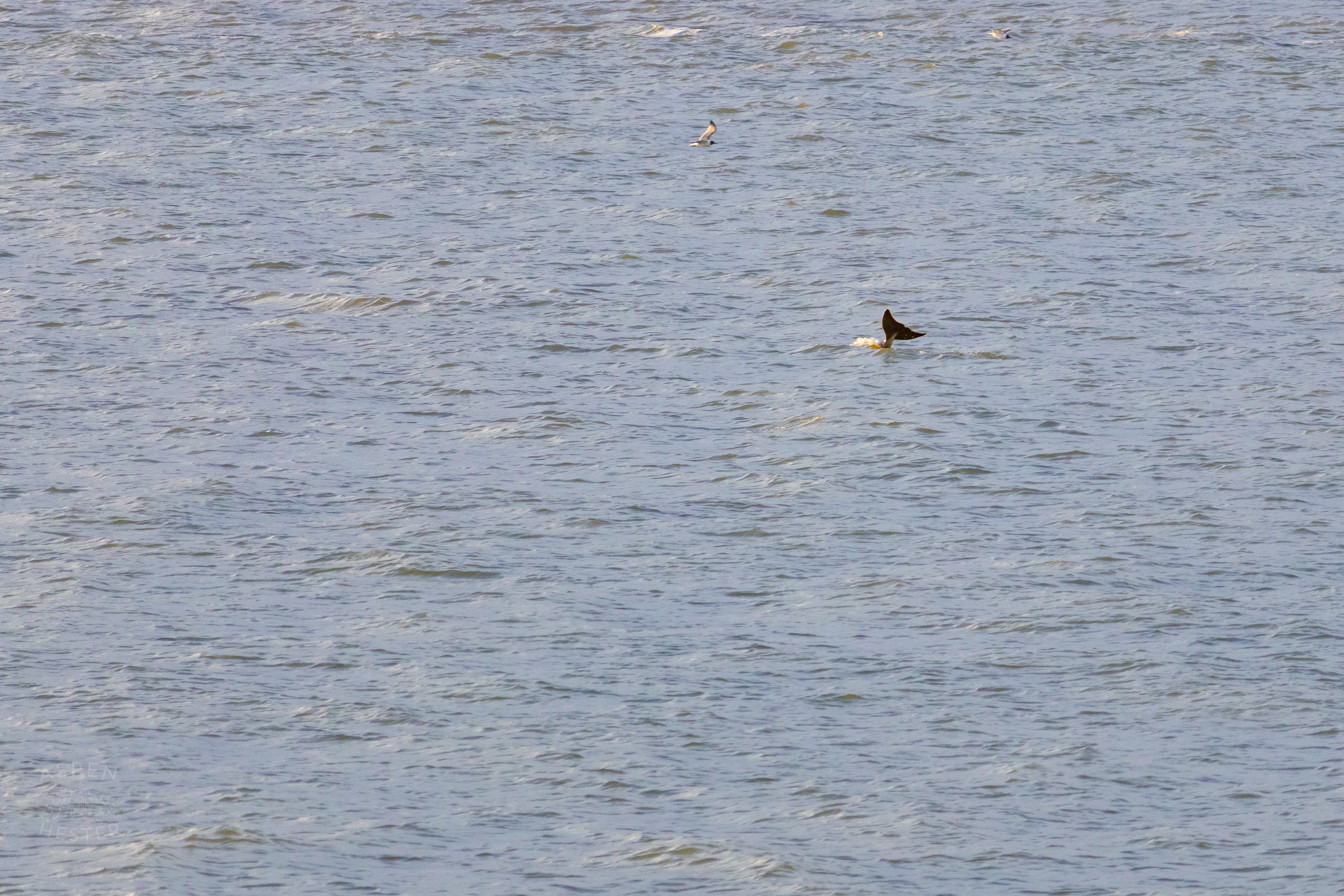 Bottlenosed Atlantic Dolphin Splashes Off The Coast of Tybee Island Georgia. June 23rd, 2024/Aspen Hester