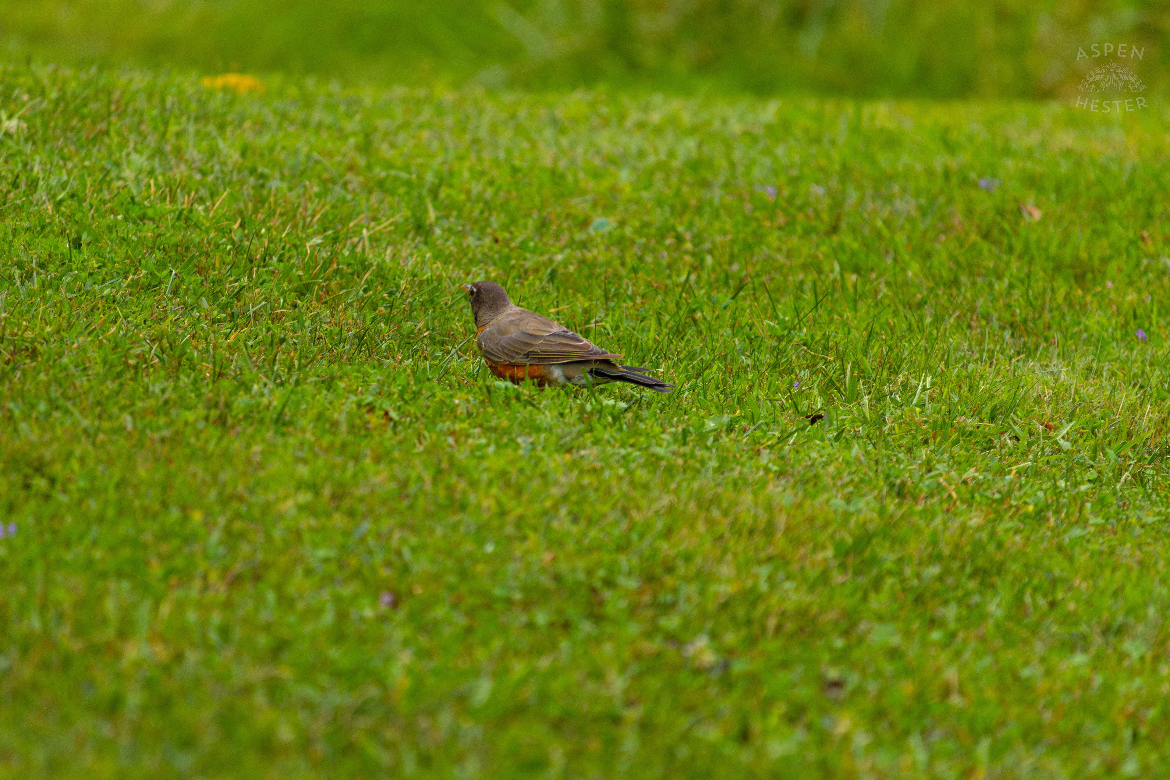 A Robin Hunts for Worms it in Wendell Moore Park. August 12th, 2024/Aspen Hester