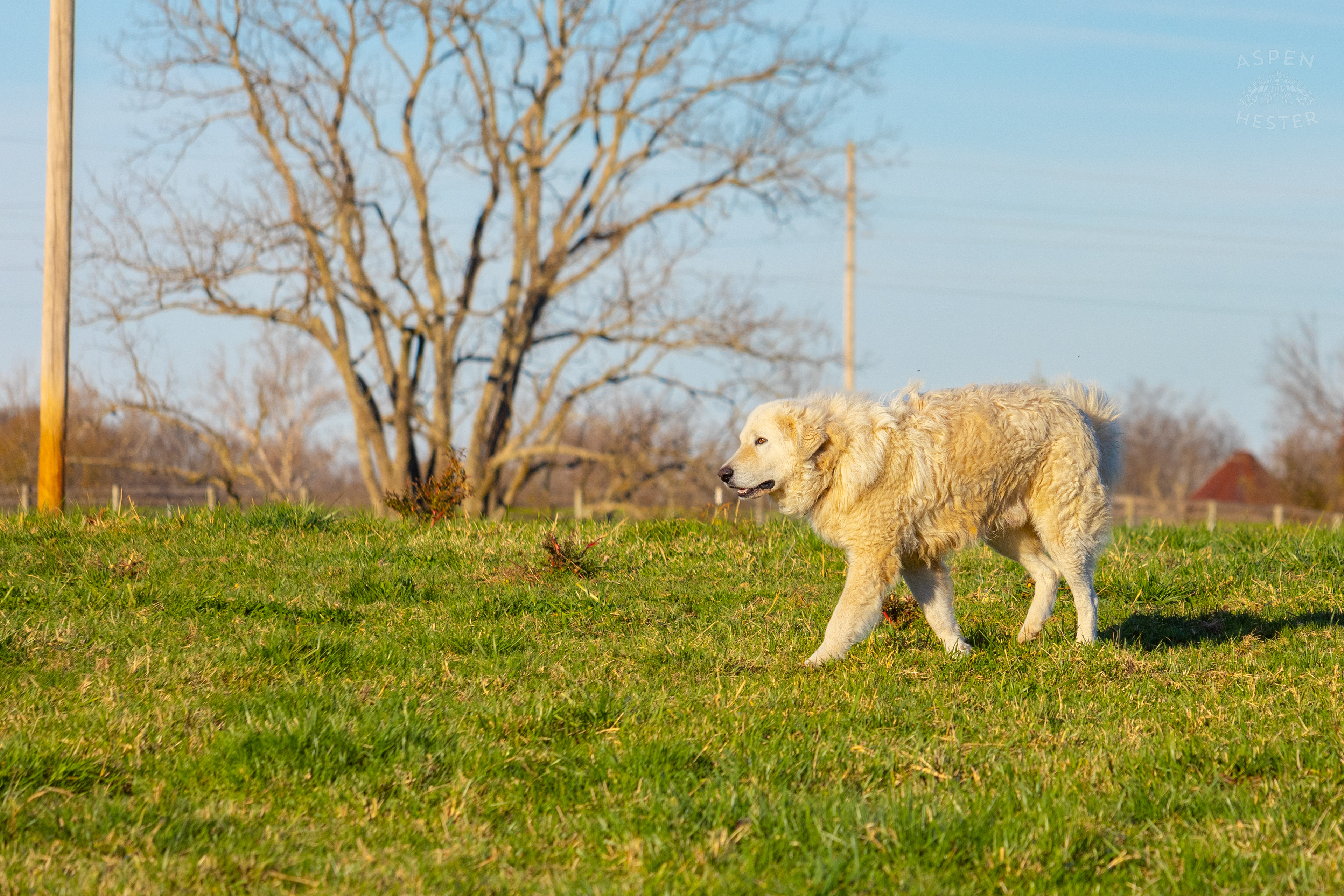 Farm and Guard Dog Charlie Patrolling The Fields on Skinner Farms Thanksgiving Turkey Pick Up Day. November 24th, 2024/Aspen Hester
