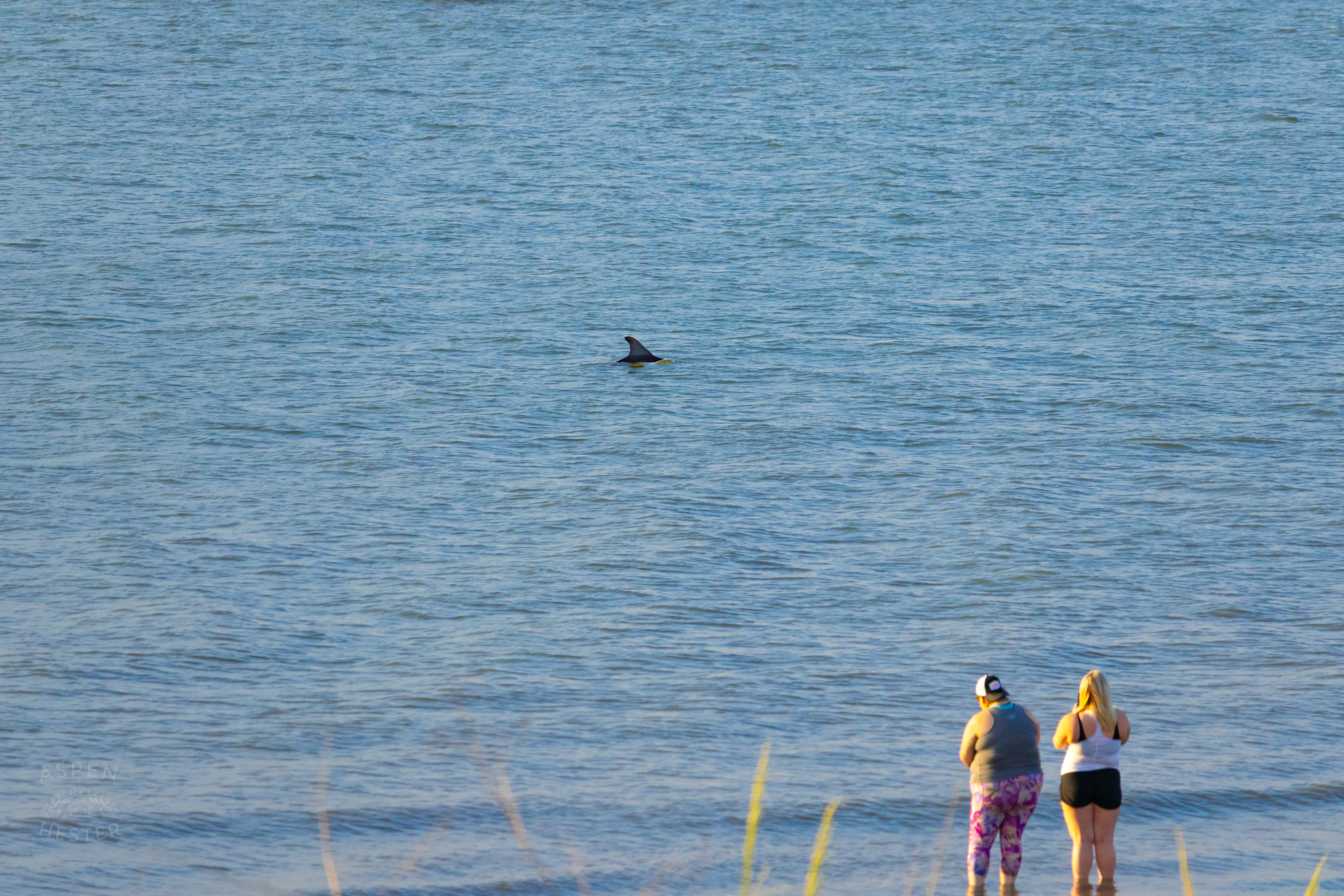 Bottlenosed Atlantic Dolphin Splashes Off The Coast of Tybee Island Georgia. June 23rd, 2024/Aspen Hester