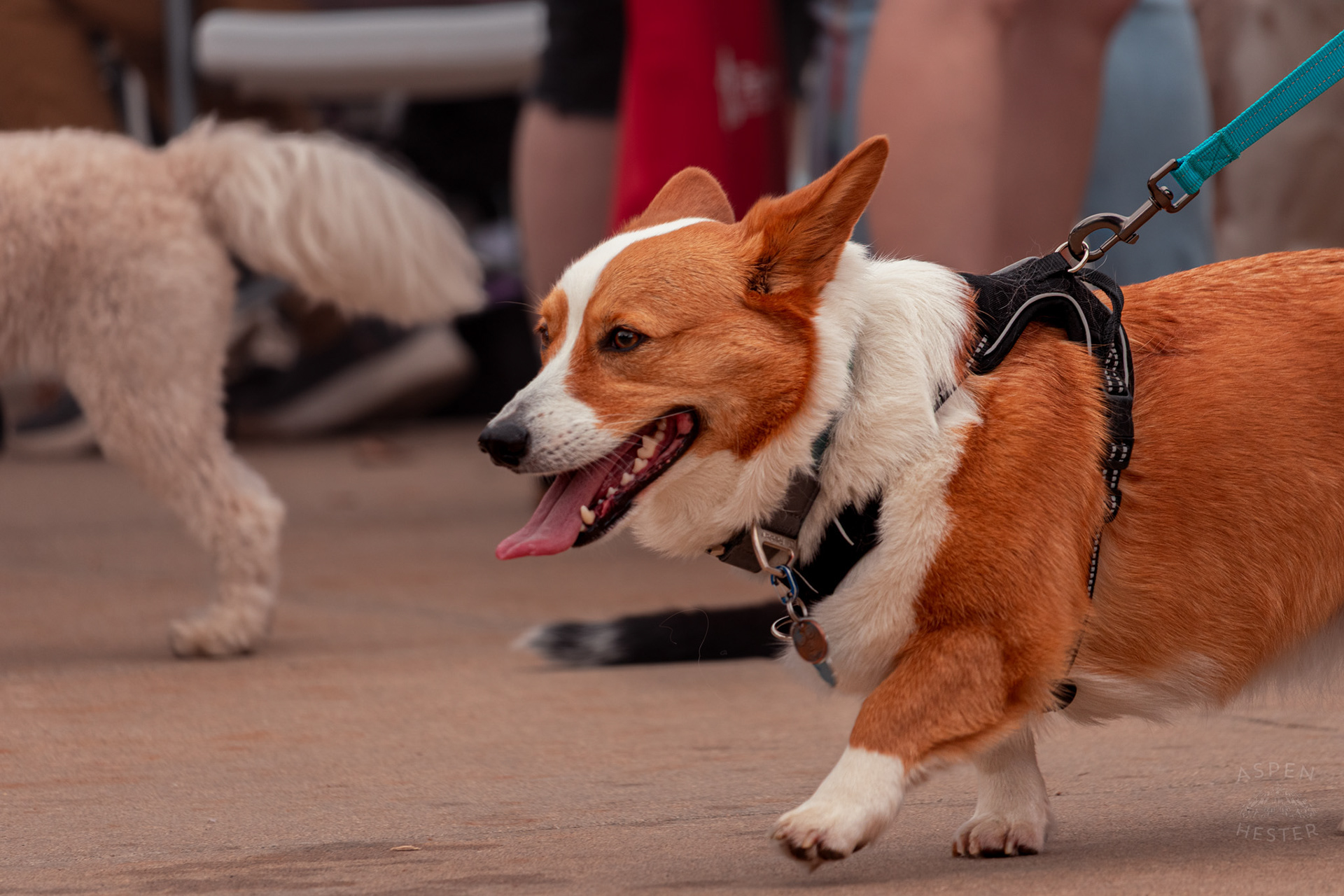 A Corgi Struts Down The Sidewalk at Westport Village’s 5th Annual Puppy Palooza. April 19th, 2025/Aspen Hester