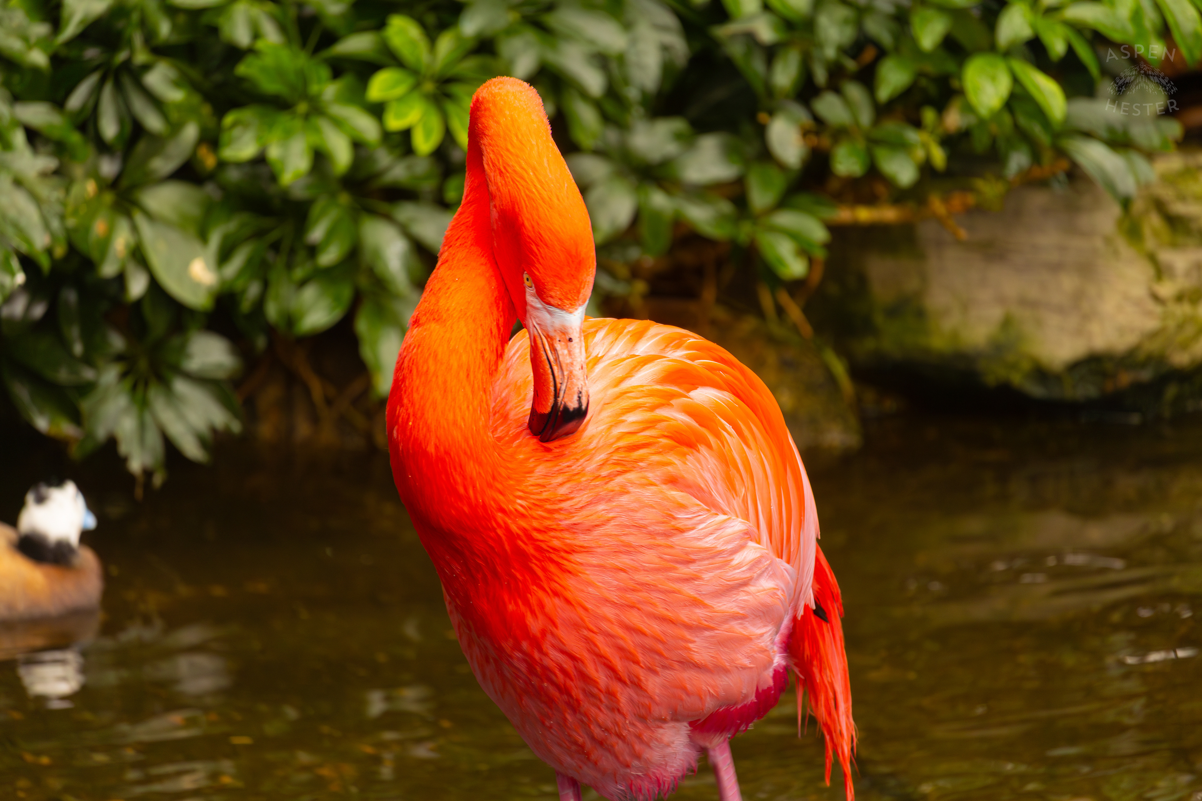 An American Flamingo Preens Itself in The Wetlands Inside The National Aviary in Pittsburgh Pennsylvania. February 26th, 2025/Aspen Hester 