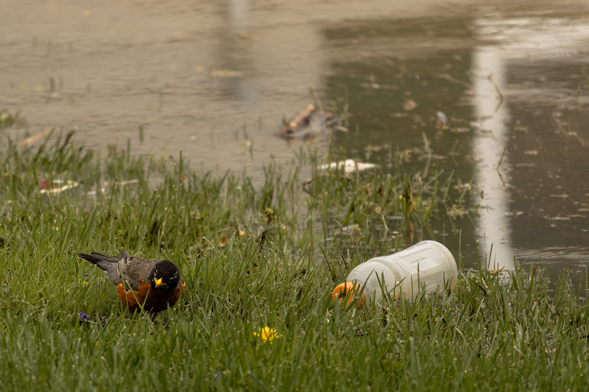A Robin Scavenges Near The Edge Of The Historic Flooding in Utica Indiana. April 9th, 2025/Aspen Hester