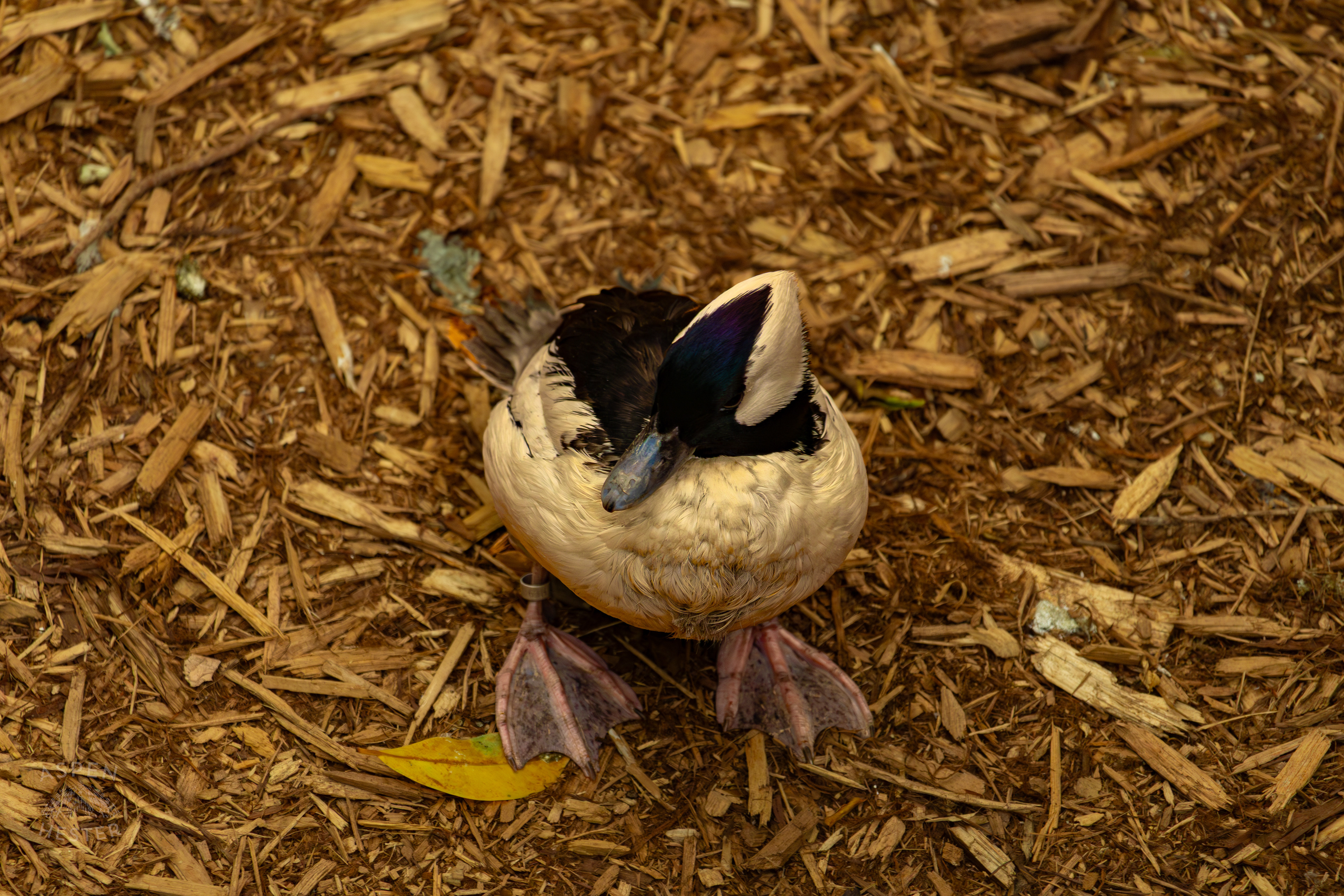 A Bufflehead Duck Waddles Around The Ground in The Rainforest Inside The National Aviary in Pittsburgh Pennsylvania. February 26th, 2025/Aspen Hester