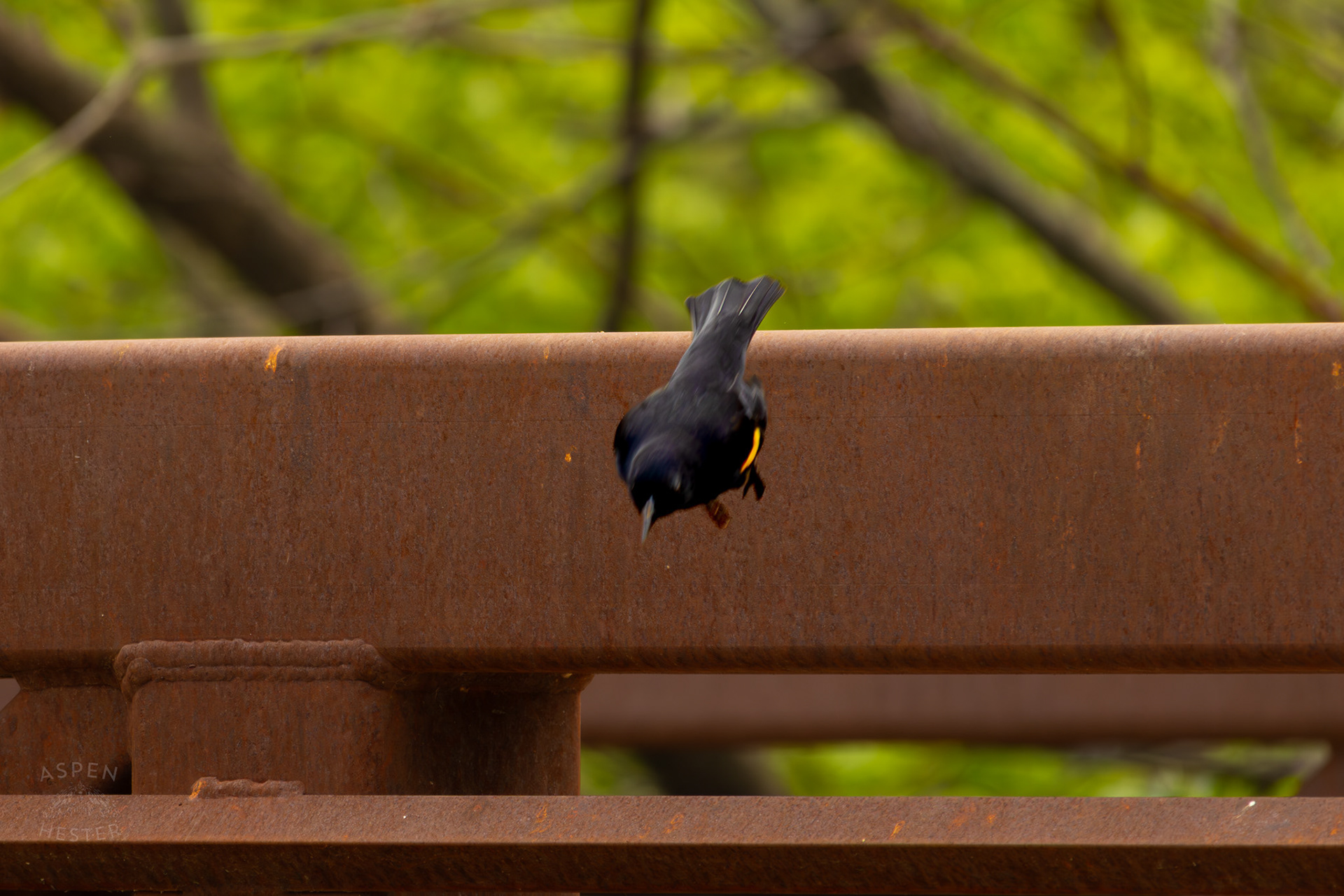 A Red-Wing Blackbird Dives Off A Railing in Brown Park. April 14th, 2025/Aspen Hester