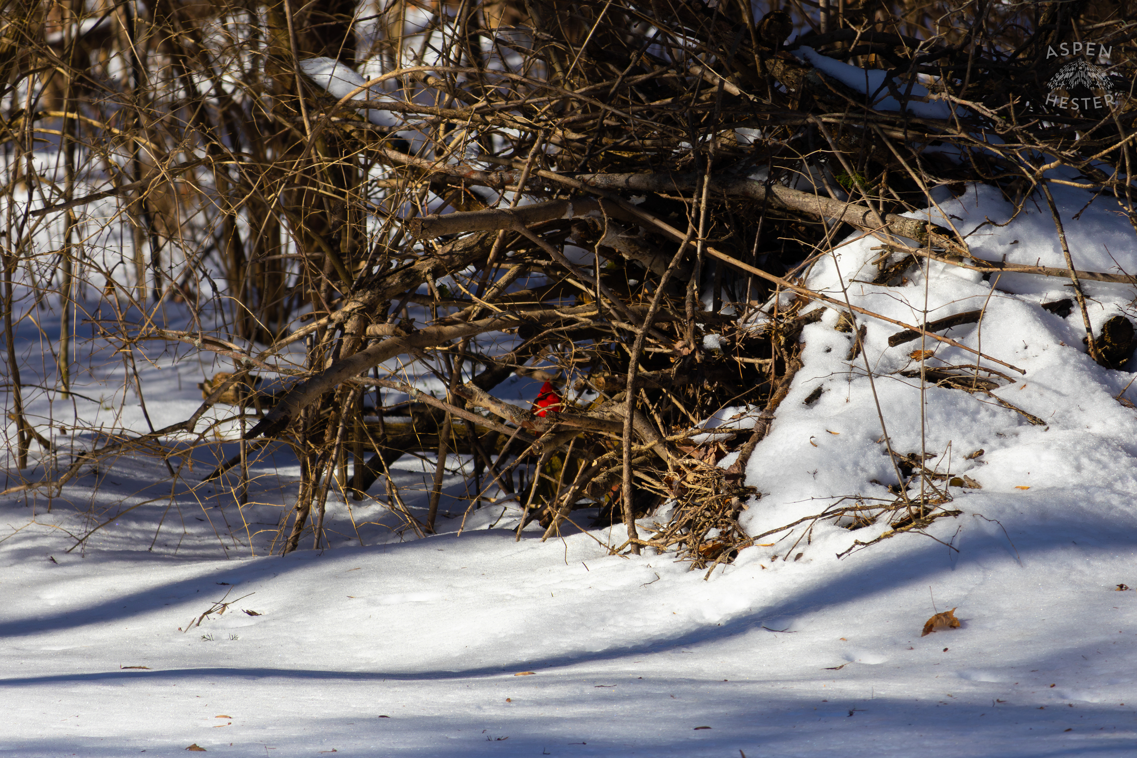 A Male Cardinal Sits Within A Pile of Scrap Branches and Firewood in my Backyard. January 13th, 2025/Aspen Hester