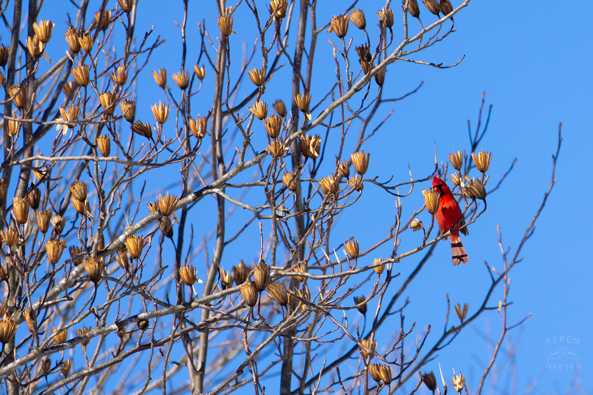 A Cardinal Eats The Seeds From A Tulip Tree in my Backyard. January 13th, 2025/Aspen Hester