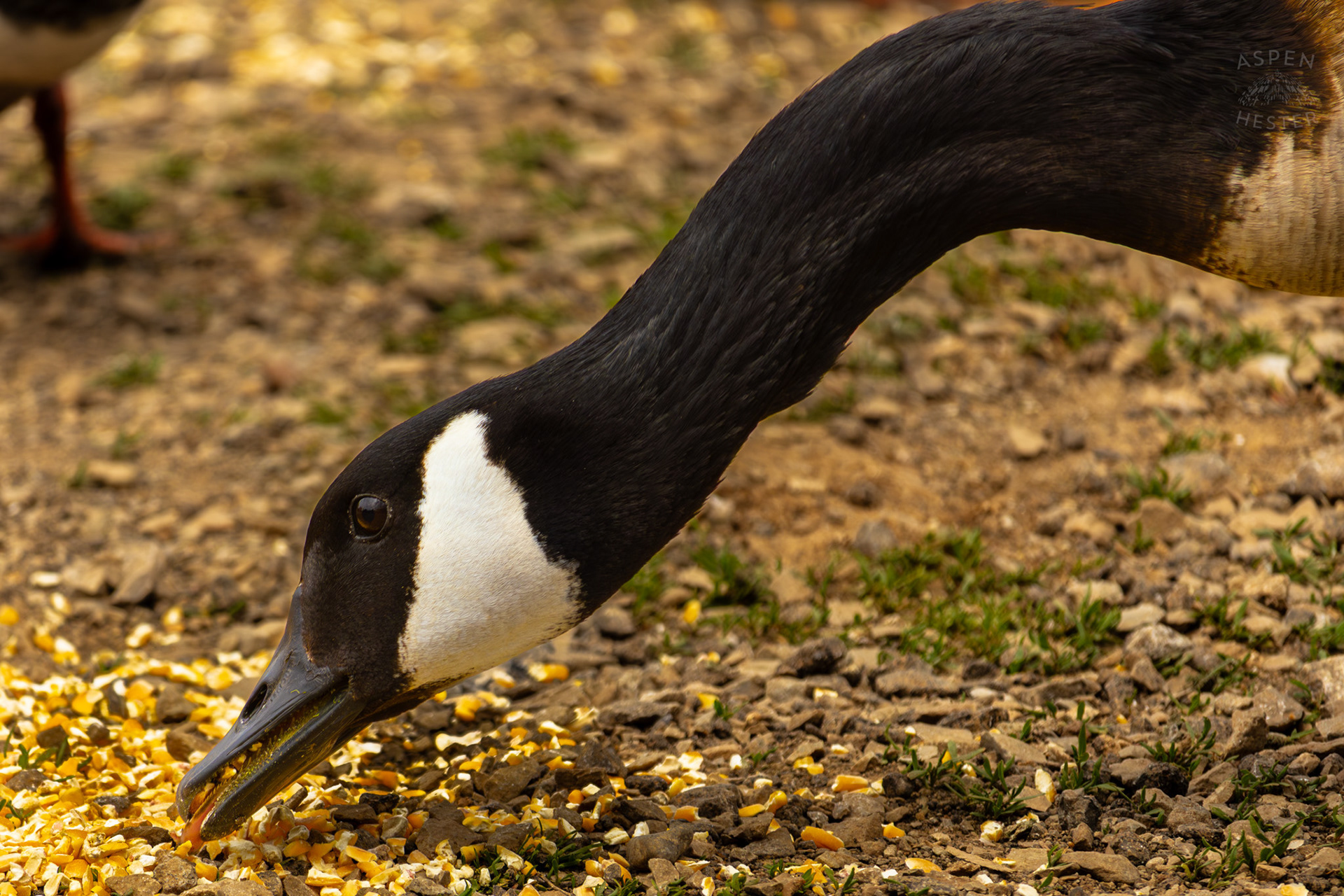 A Goose Eats Bird Feed in Brown Park. April 14th, 2025/Aspen Hester