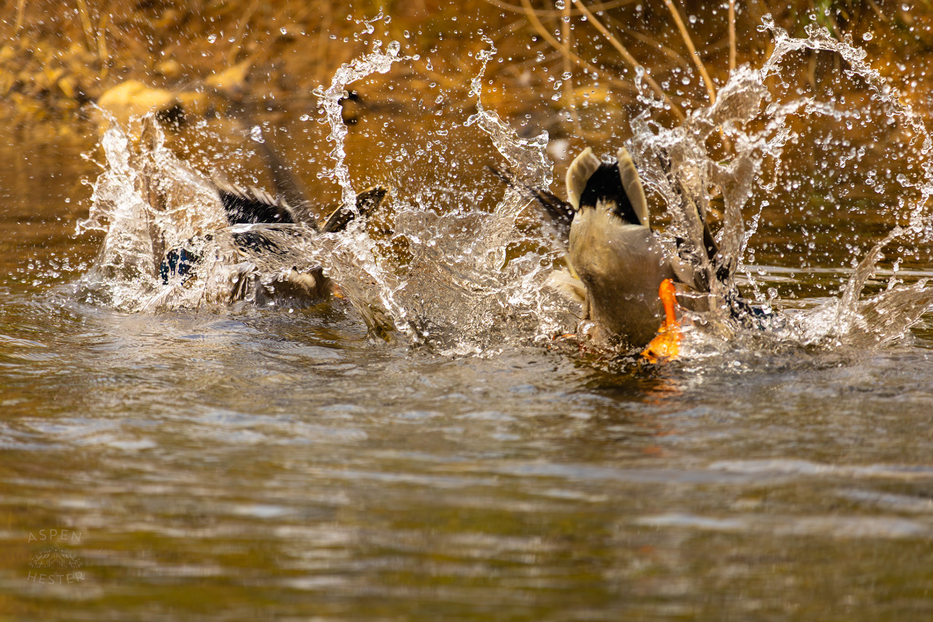 A Male Mallard Dives Under The Water of  Middle Fork Beargrass Creek Where It Runs Through Brown Park. April 14th, 2025/Aspen Hester