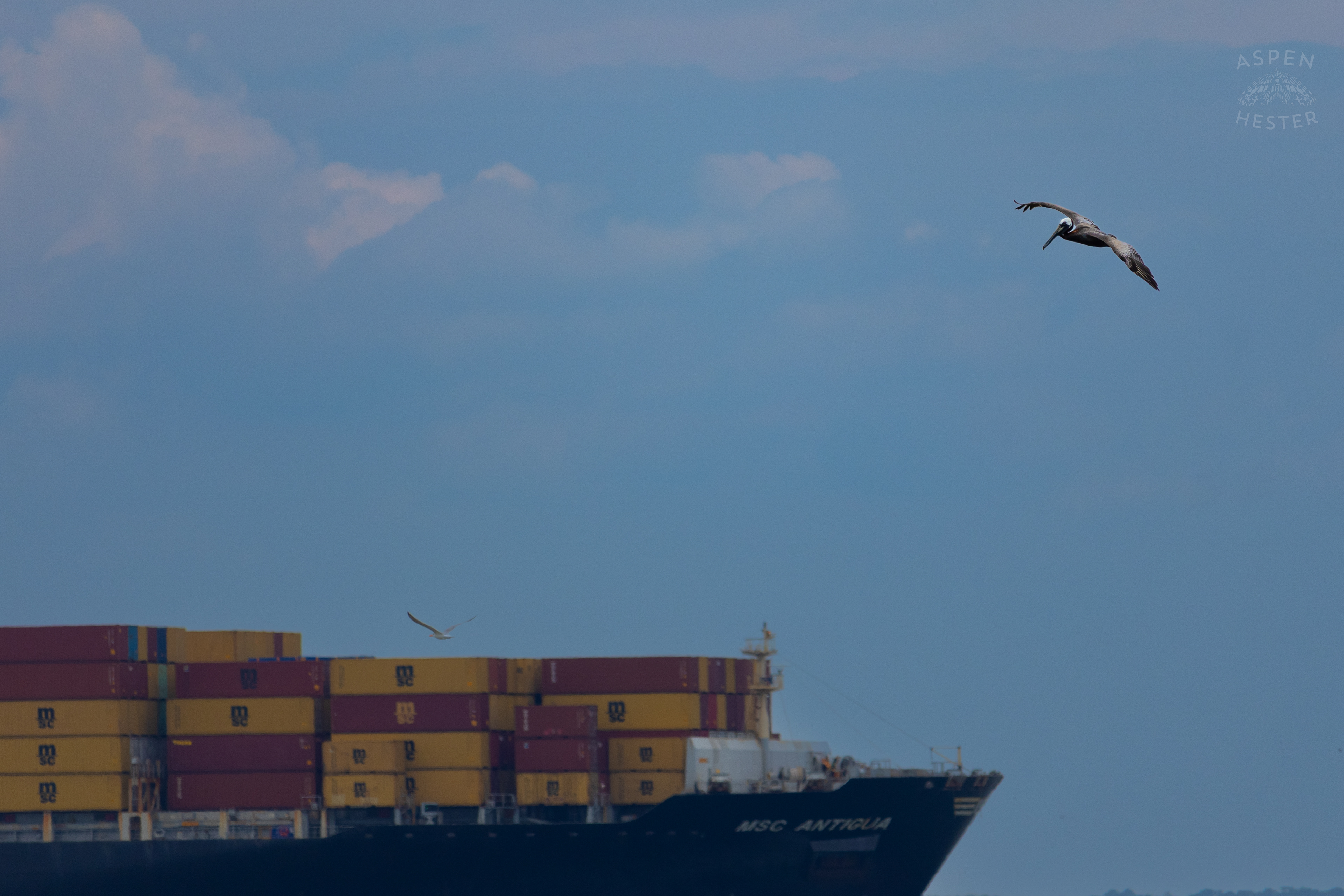 Sea Bird Diving Into The Water of Tybee Island Georgia. June 24th, 2024/Aspen Hester