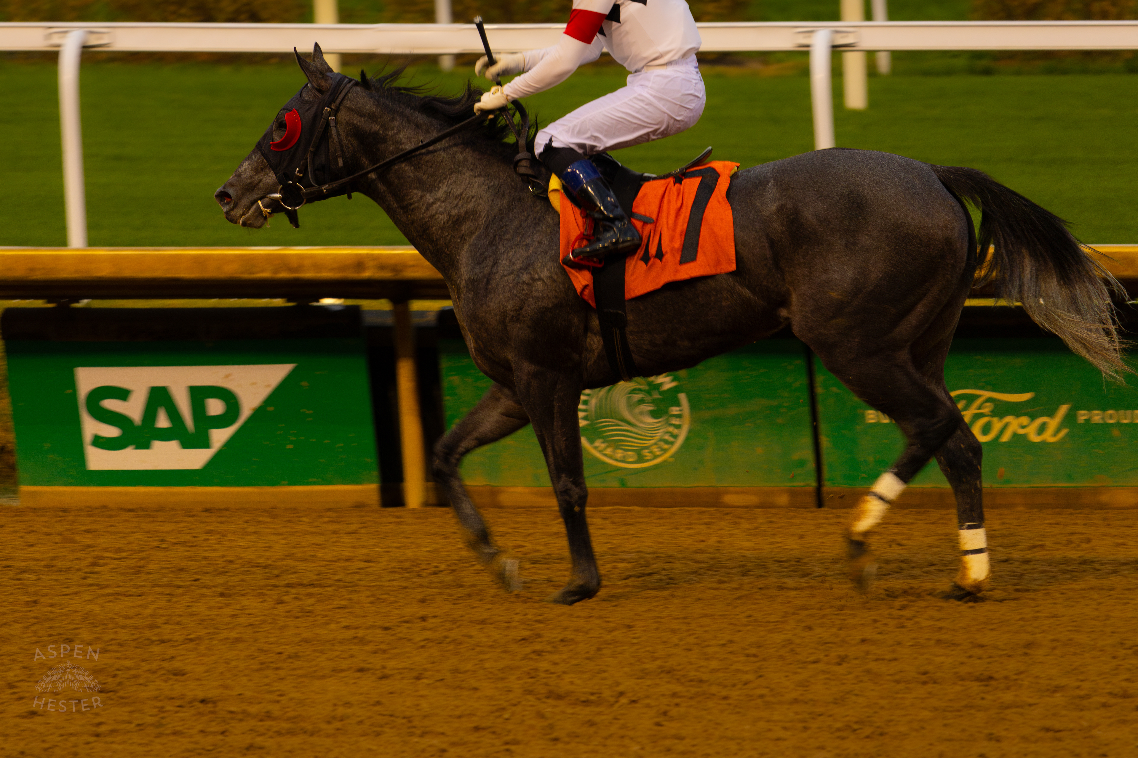 Horse #7 Antique Silver After Running in Race 8 On The Day Bob Baffert Returned to Churchill Downs After A 3 Year Suspension. November 27th, 2024/Aspen Hester
