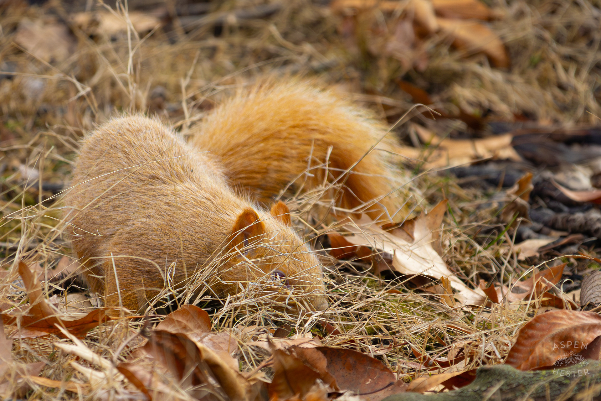 A Ginger Squirrel Foraging Around Outside The National Aviary in Pittsburgh Pennsylvania. February 26th, 2025/Aspen Hester