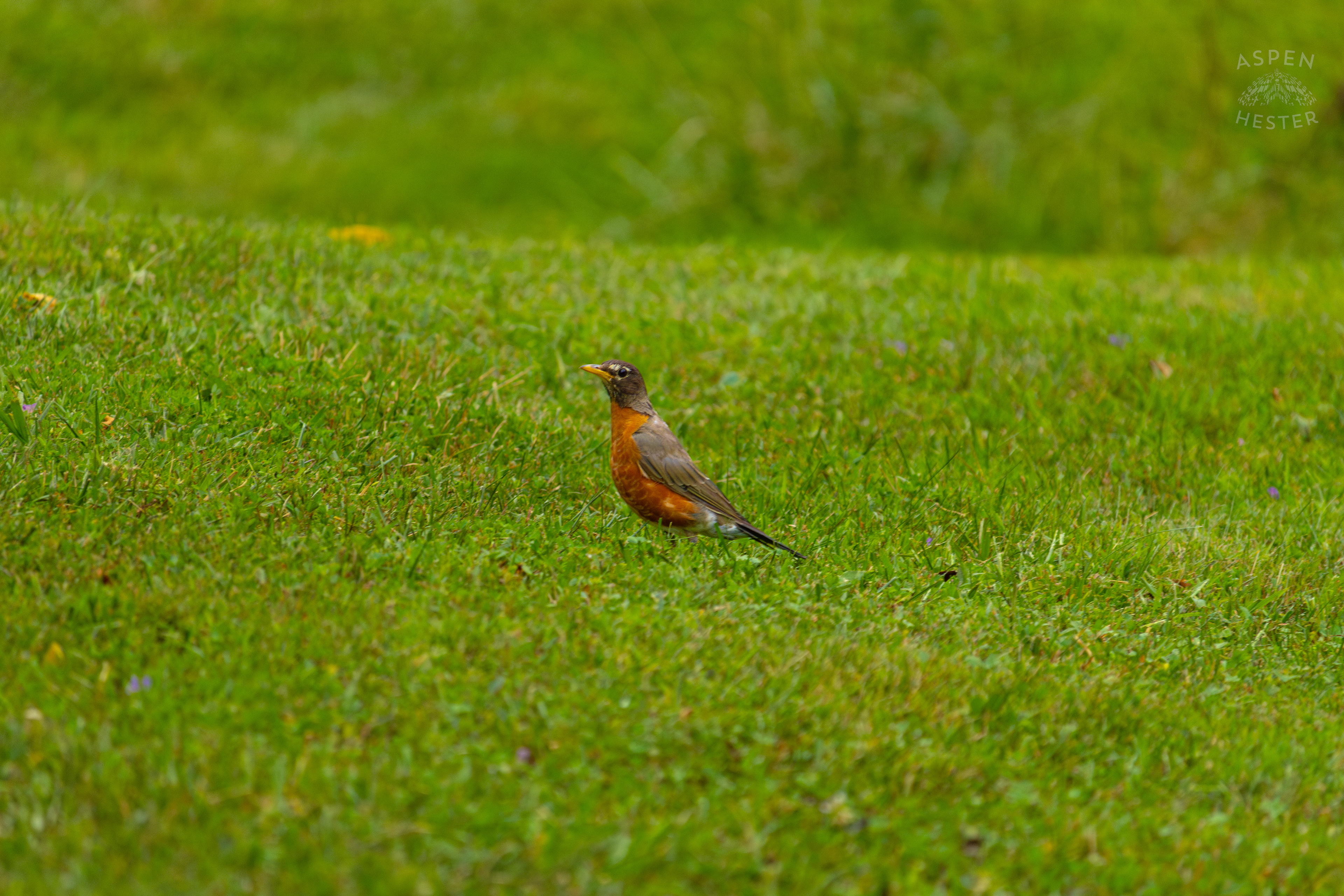 A Robin Hunts for Worms it in Wendell Moore Park. August 12th, 2024/Aspen Hester