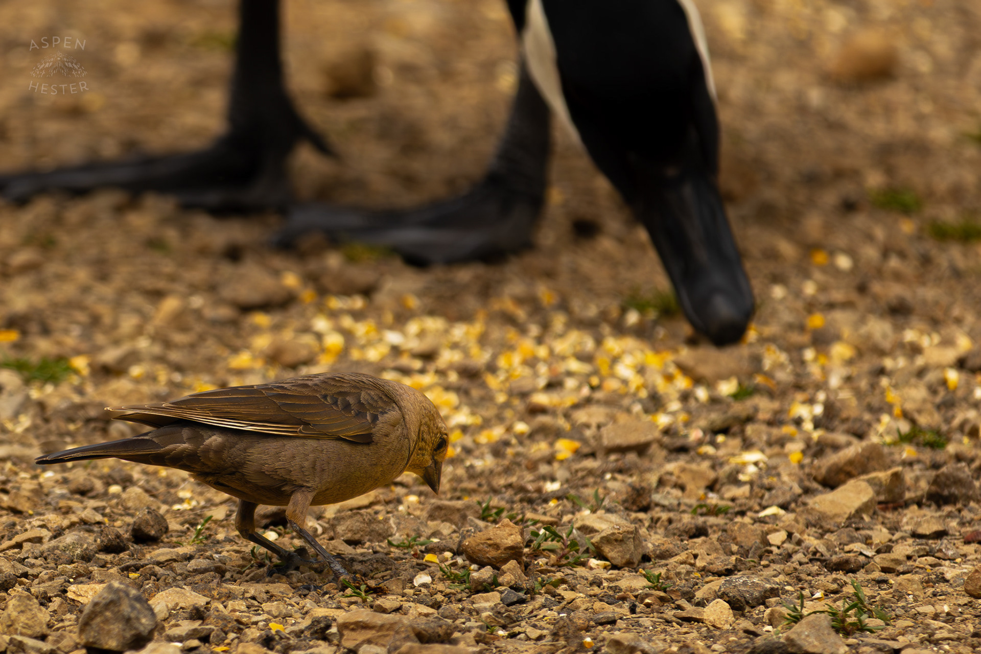 A Female Brown-Headed Cowbird Eats Bird Seed on The Banks of Middle Fork Beargrass Creek Where It Runs Through Brown Park. April 14th, 2025/Aspen Hester