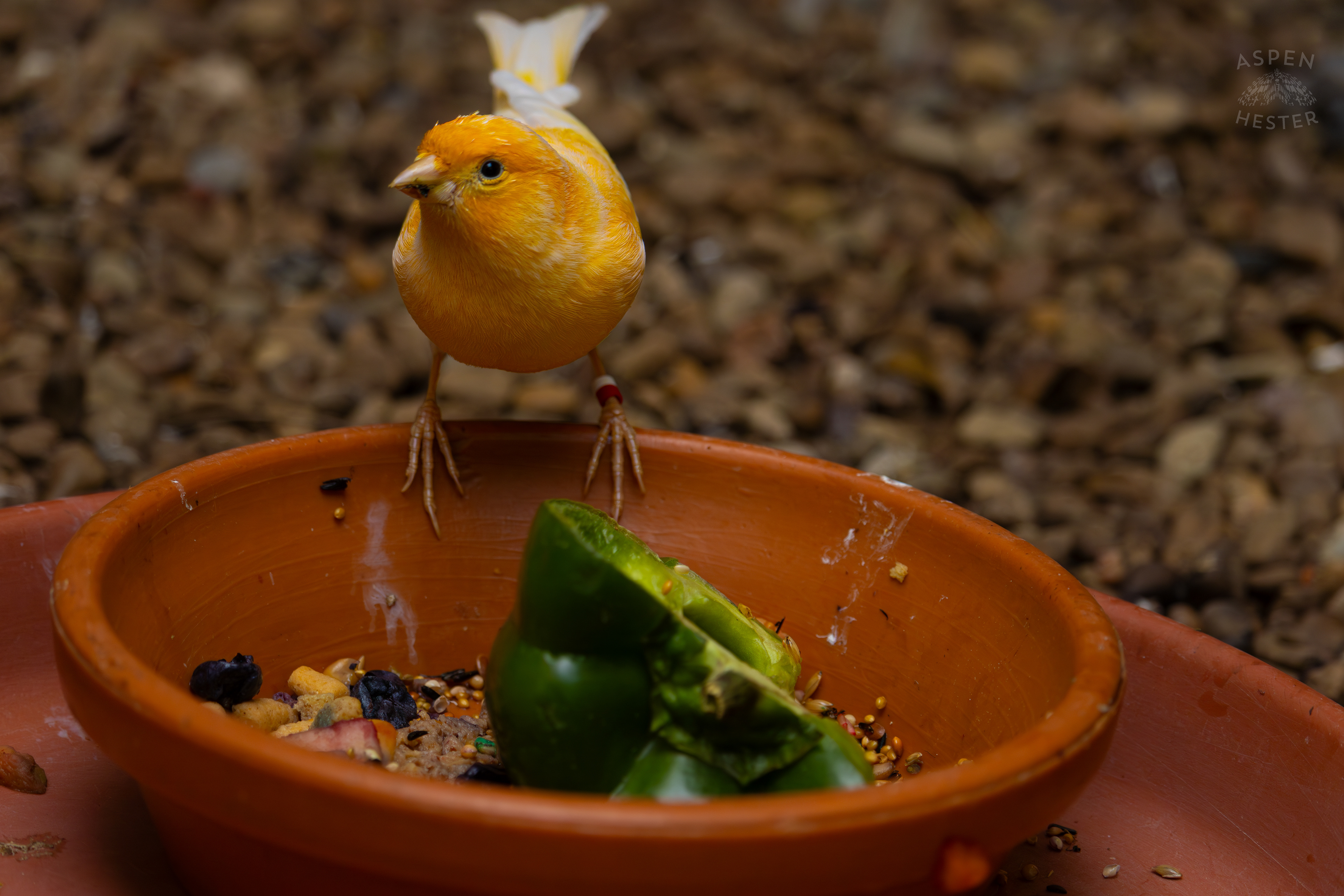 An Atlantic Island Canary Looks at Me as It Eats A Meal in The Grasslands Inside The National Aviary in Pittsburgh Pennsylvania. February 26th, 2025/Aspen Hester