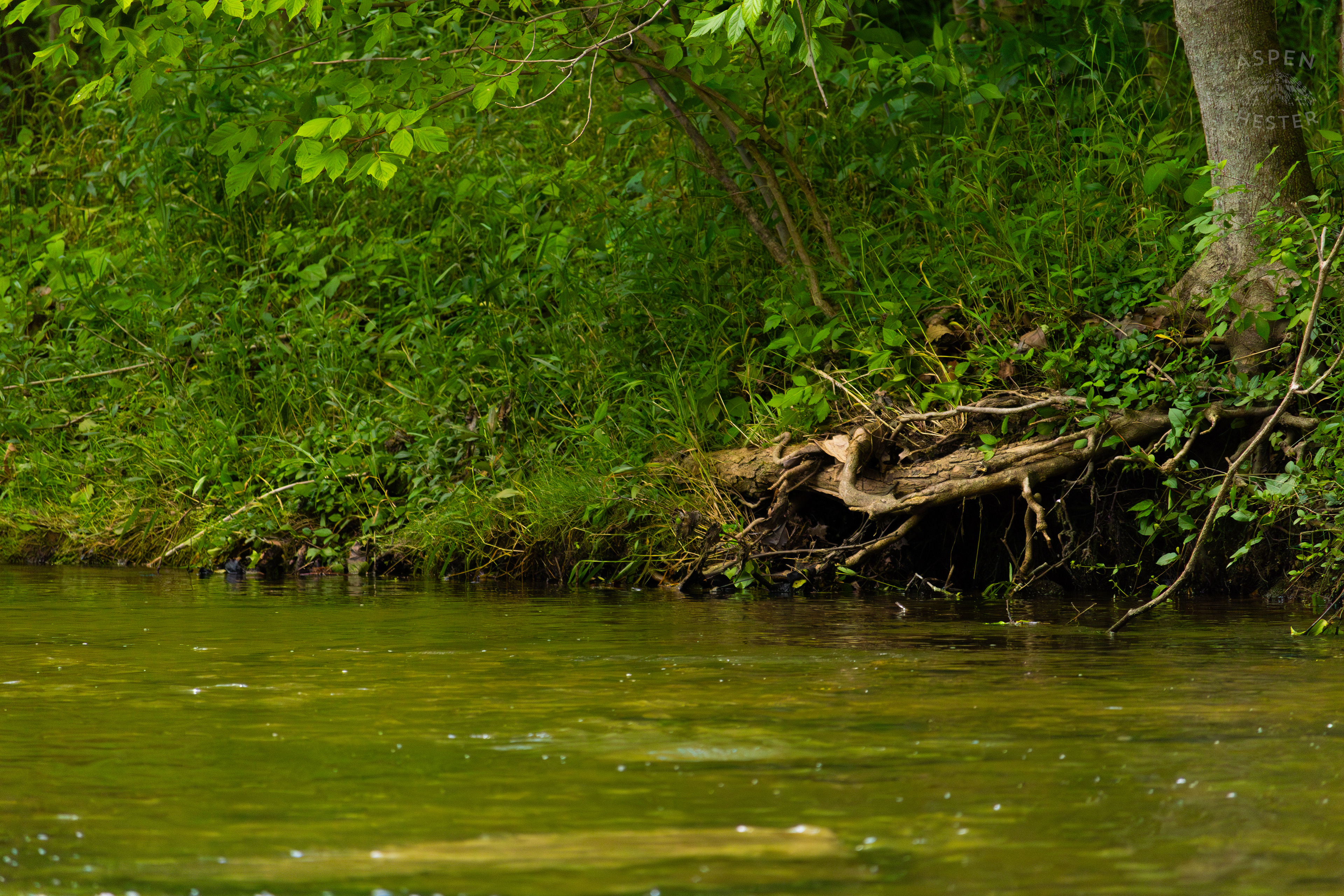 The Bank Middle Fork Beargrass Creek in Cherokee Park. May 28th, 2024/Aspen Hester