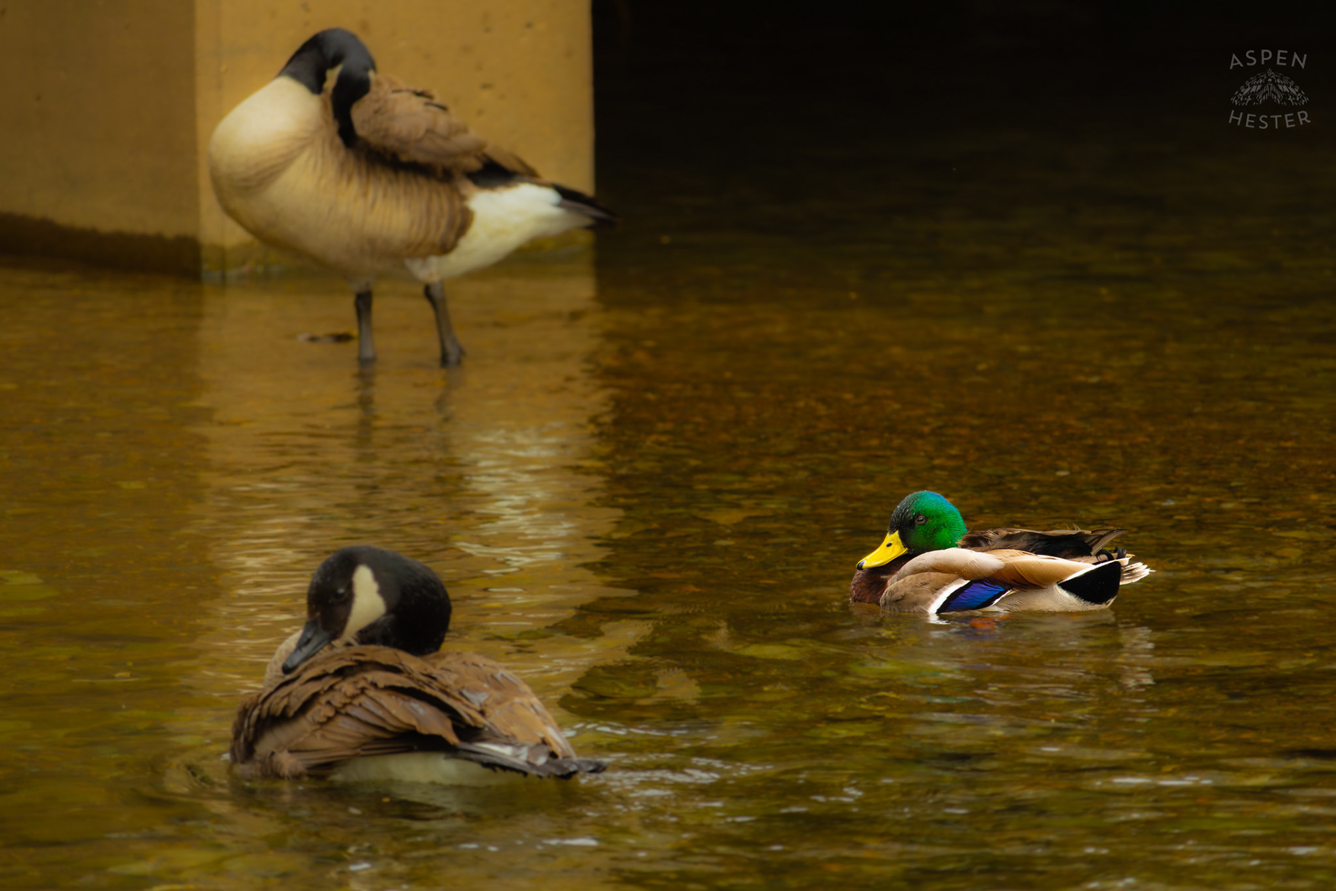 Geese and Mallards Chill Together in Middle Fork Beargrass Creek Where It Runs Through Brown Park. April 14th, 2025/Aspen Hester