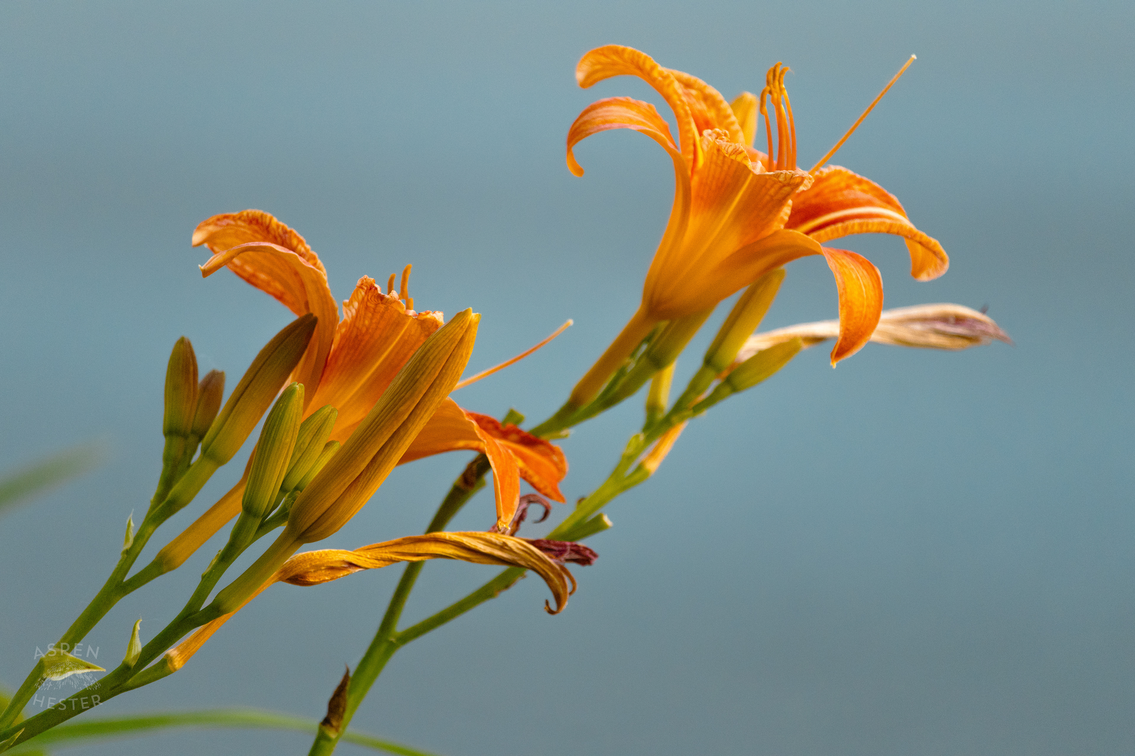 Daylilies During Golden Hour on Preston Street. May 30th, 2024/Aspen Hester 