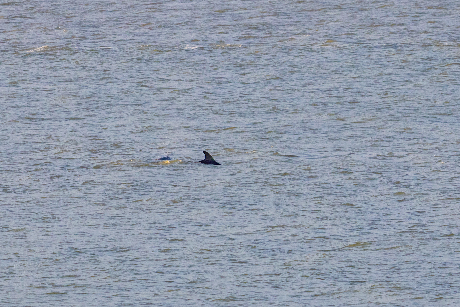Bottlenosed Atlantic Dolphin Splashes Off The Coast of Tybee Island Georgia. June 23rd, 2024/Aspen Hester