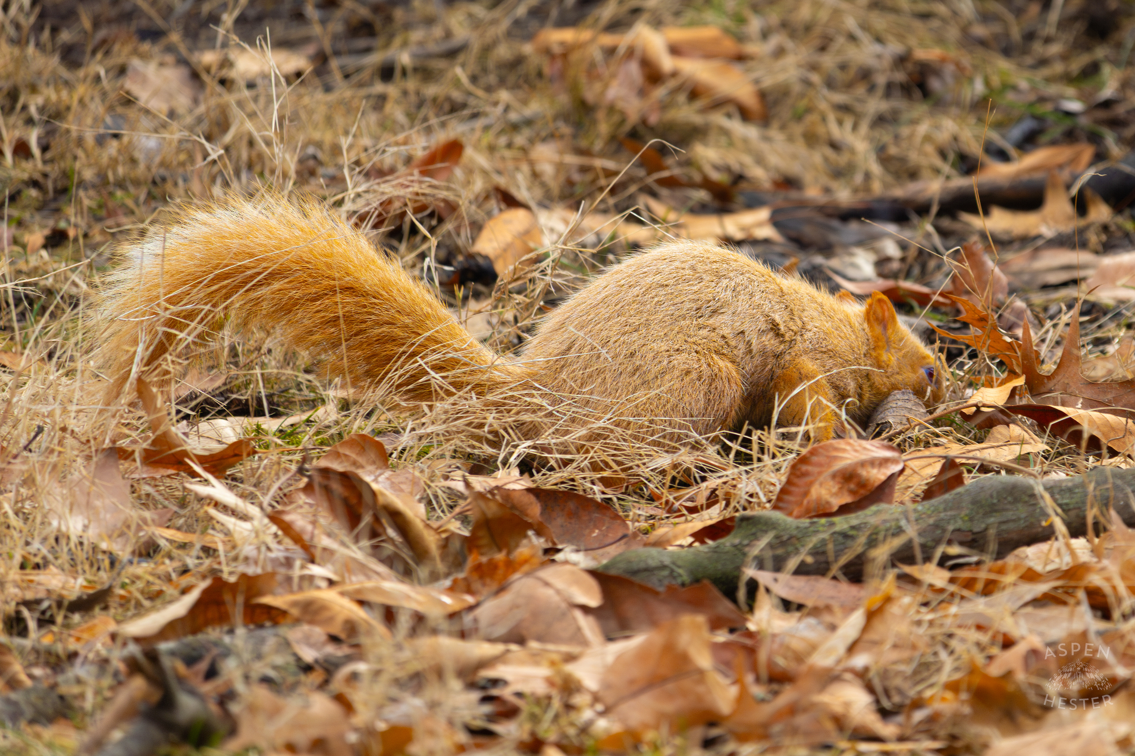 A Ginger Squirrel Foraging Around Outside The National Aviary in Pittsburgh Pennsylvania. February 26th, 2025/Aspen Hester