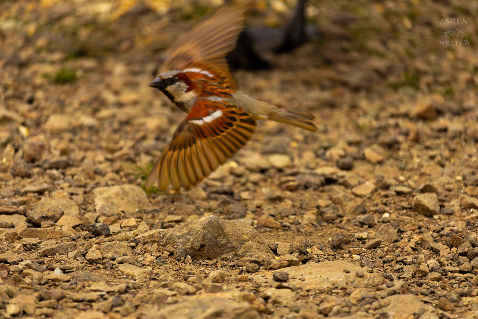 A House Sparrow Flies Low in Brown Park. April 14th, 2025/Aspen Hester