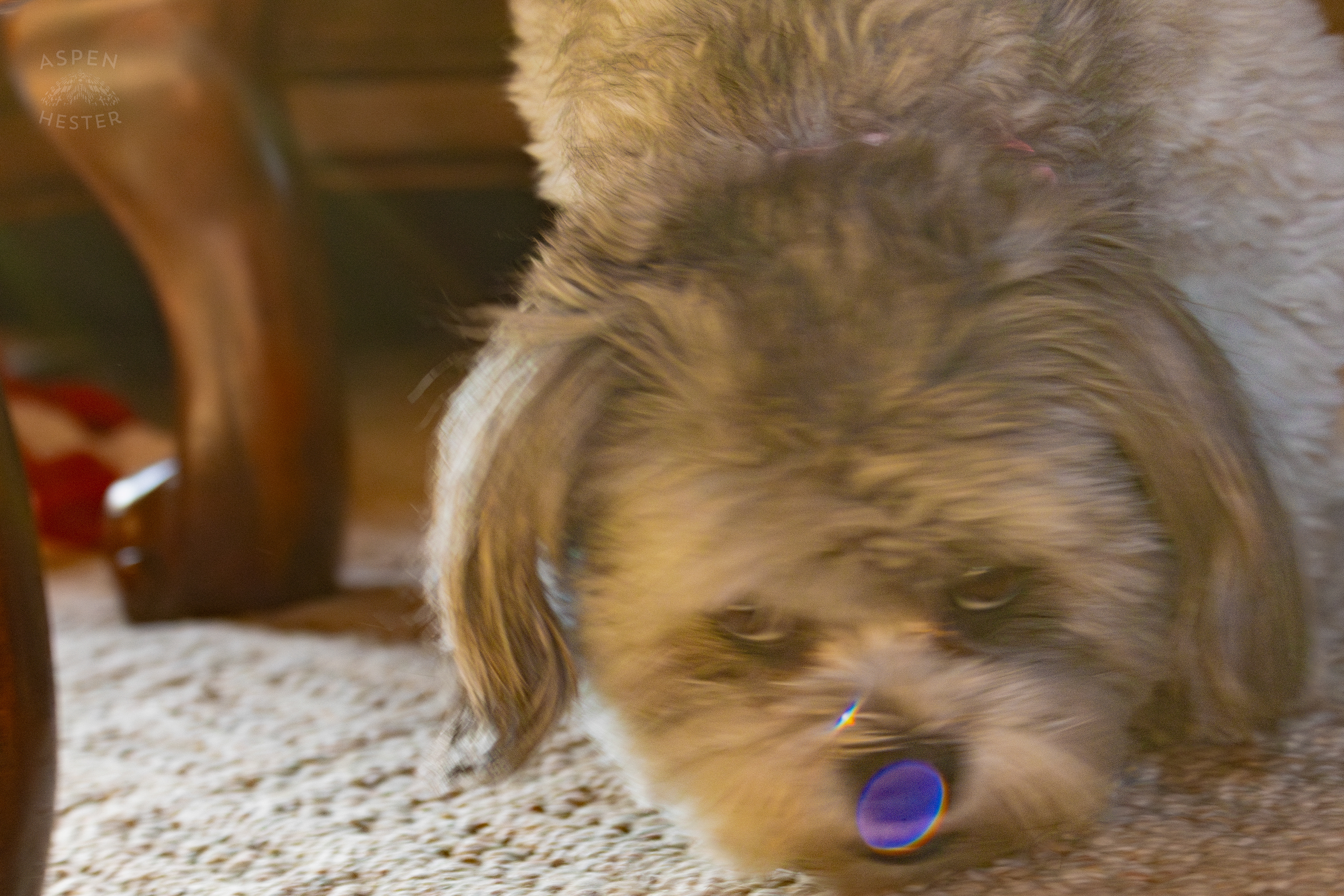 My Girl Mabel Glaring At Me In The Sun. November 11th, 2024/Aspen Hester