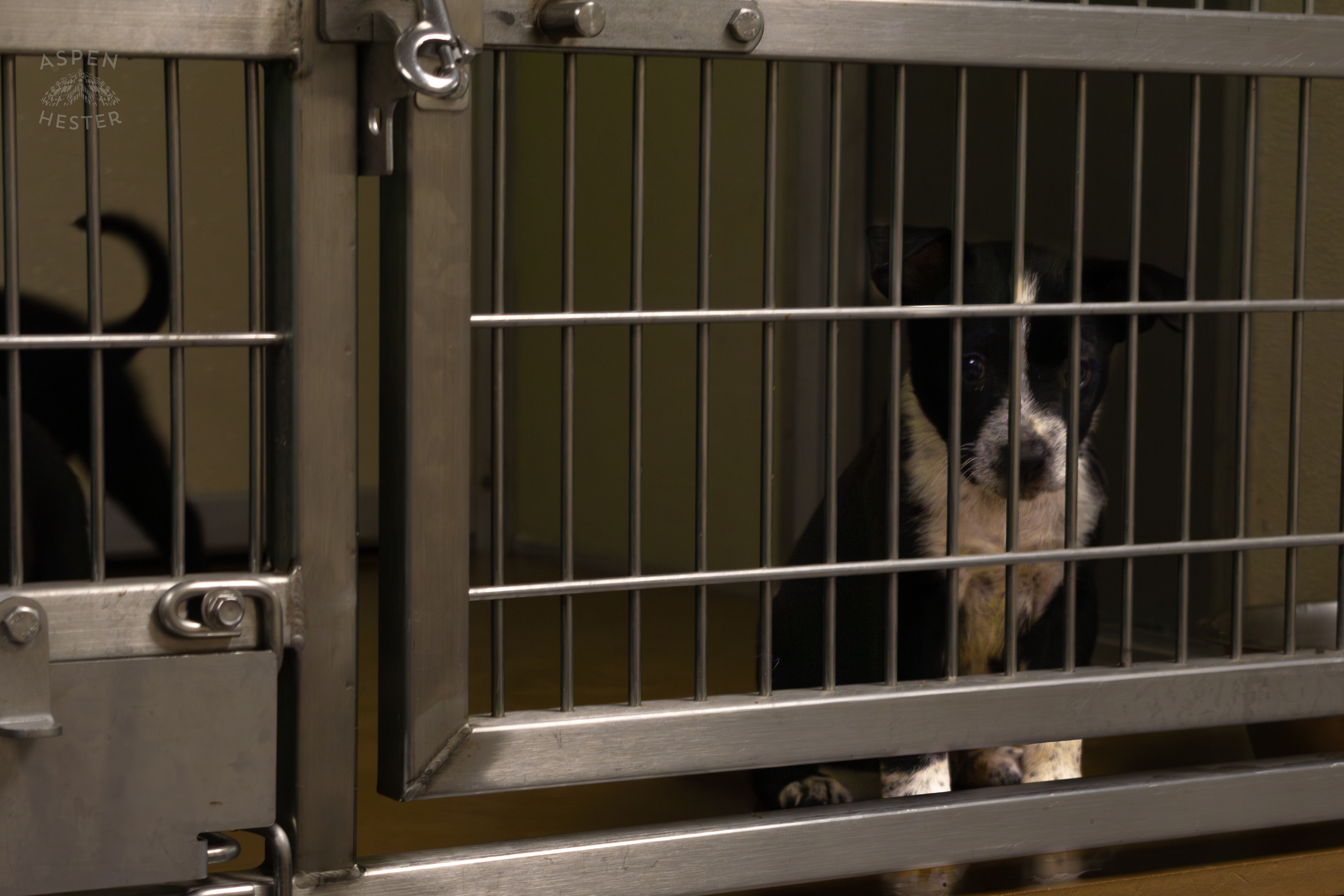 One of The Five Puppies Abandoned On The Road Outside of Louisville Metro Animal Services. September 4th, 2024/Aspen Hester