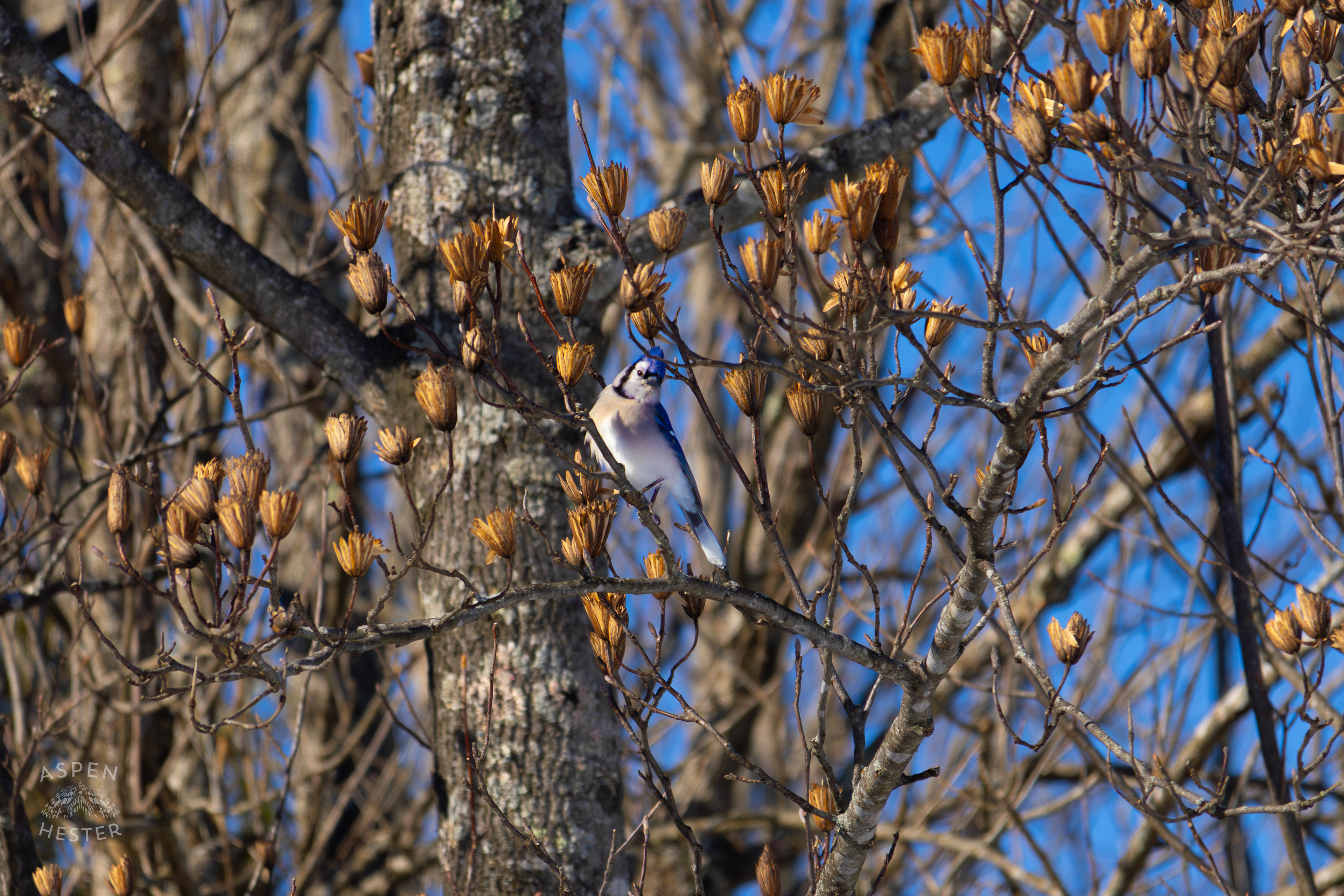 A Blue Jay Sits in A Tulip Tree in The Snowy Landscape of my Backyard. January 13th, 2025/Aspen Hester