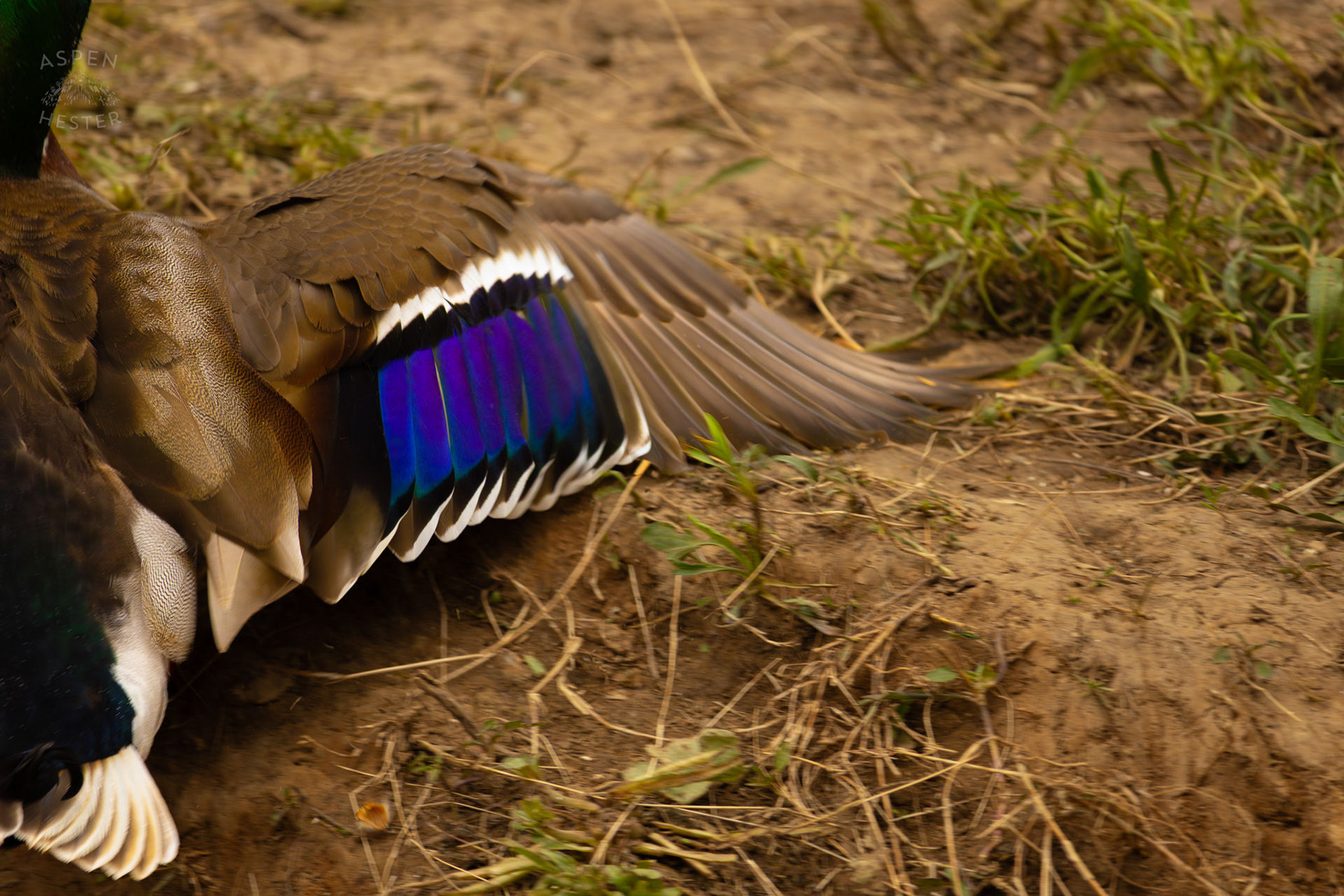 A Male Mallard Scrambles Up The Bank of Middle Fork Beargrass Creek Where It Runs Through Brown Park. April 14th, 2025/Aspen Hester
