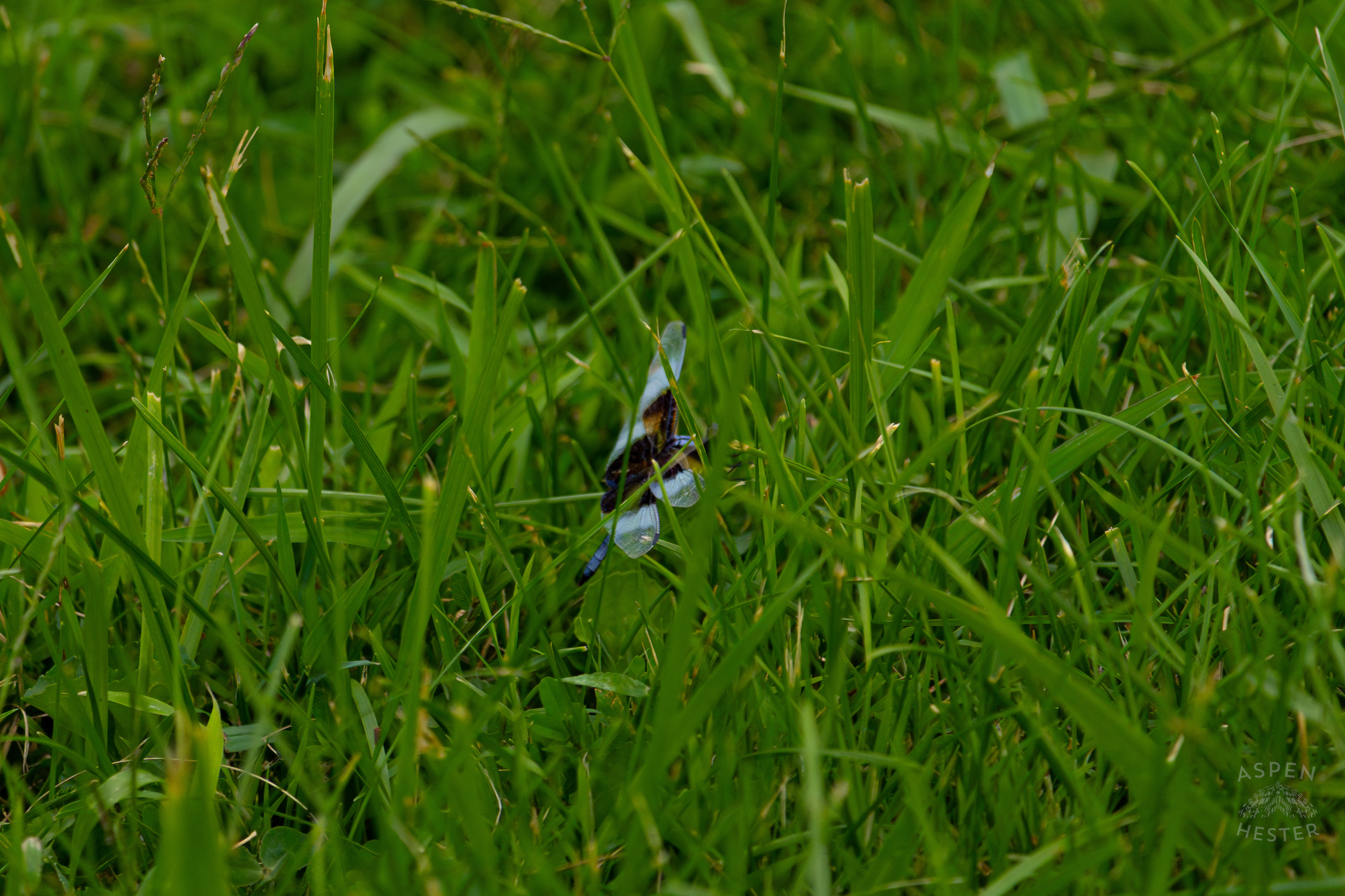 A Widow Skimmer Dragonfly Skimming The Grass in Wendell Moore Park. August 12th, 2024/Aspen Hester