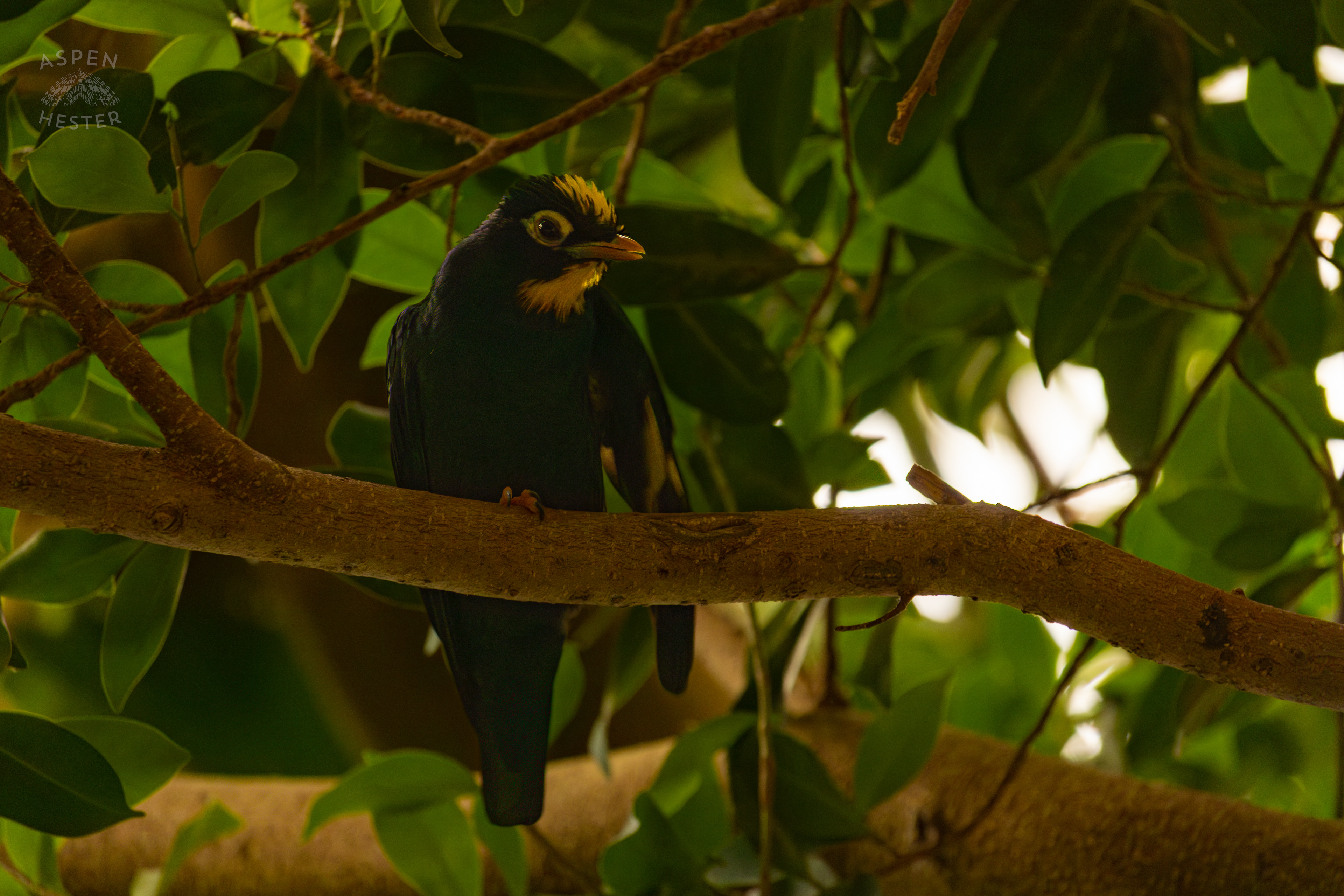 A Golden-Crested Myna Sits Up High Up in The Rainforest Inside The National Aviary in Pittsburgh Pennsylvania. February 26th, 2025/Aspen Hester