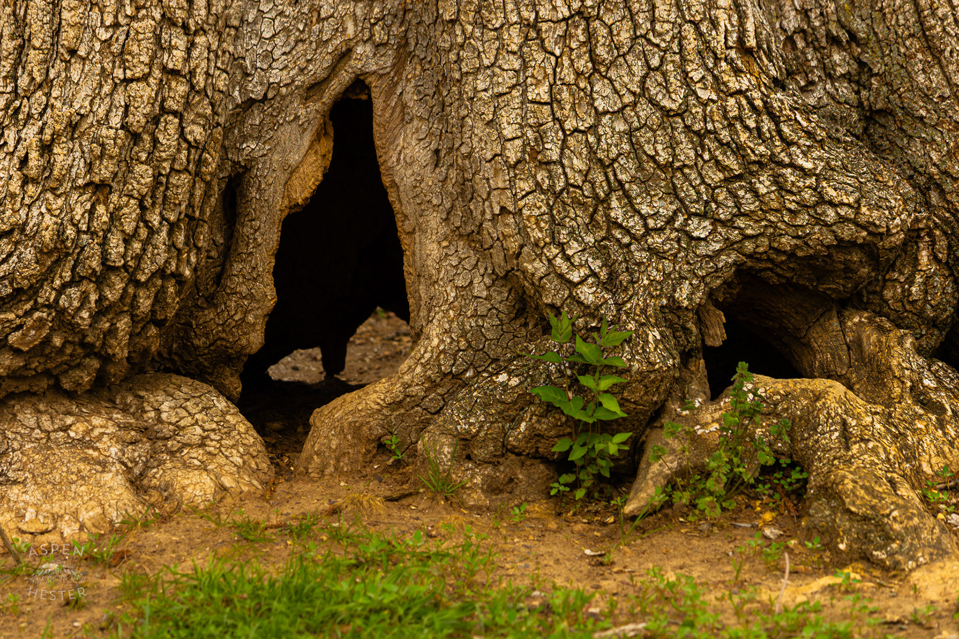 A Large Tree With a Hole All The Way Through Its Trunk in Brown Park. April 14th, 2025/Aspen Hester
