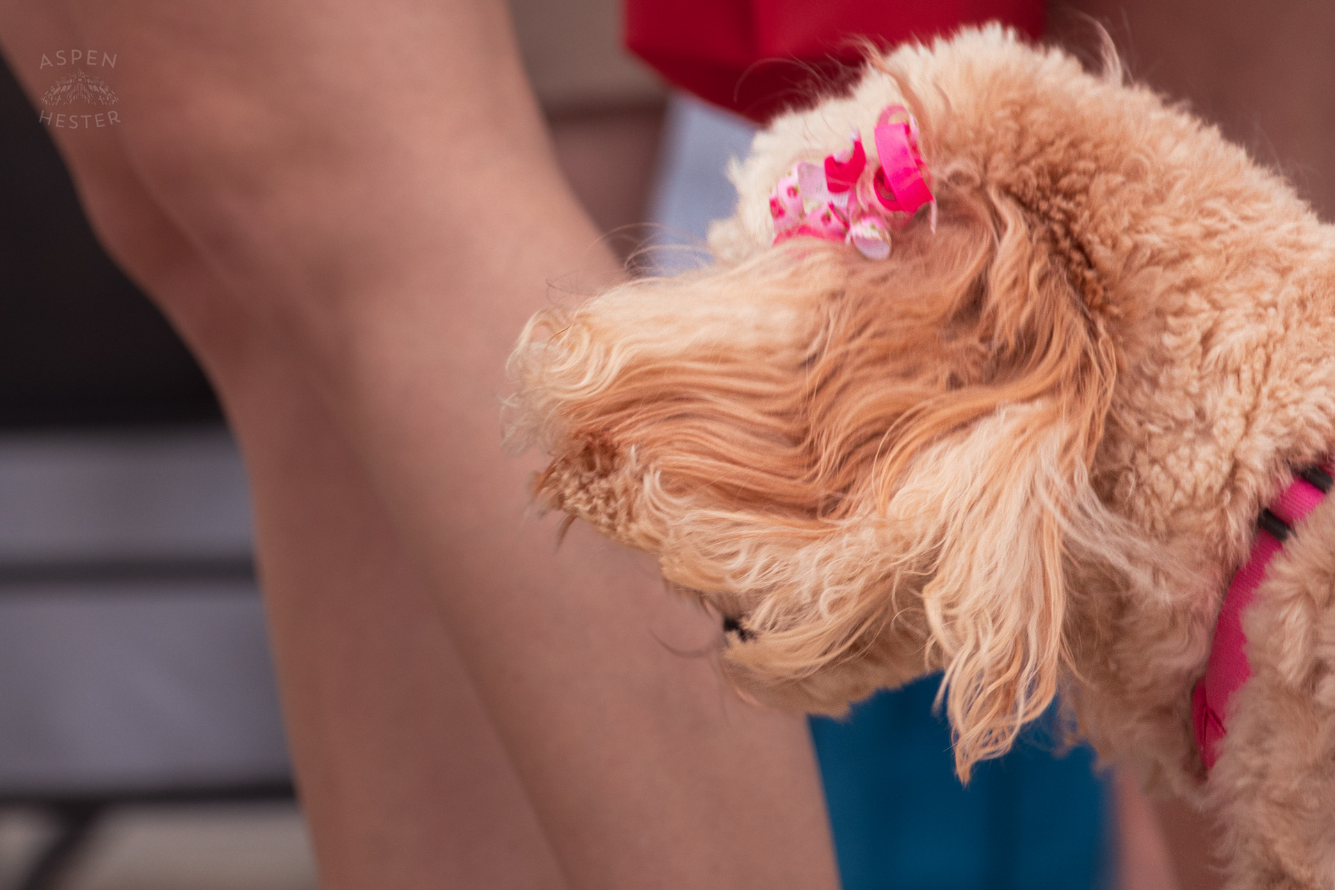 A Golden Doodle Sports A Pink Bow at Westport Village’s 5th Annual Puppy Palooza. April 19th, 2025/Aspen Hester
