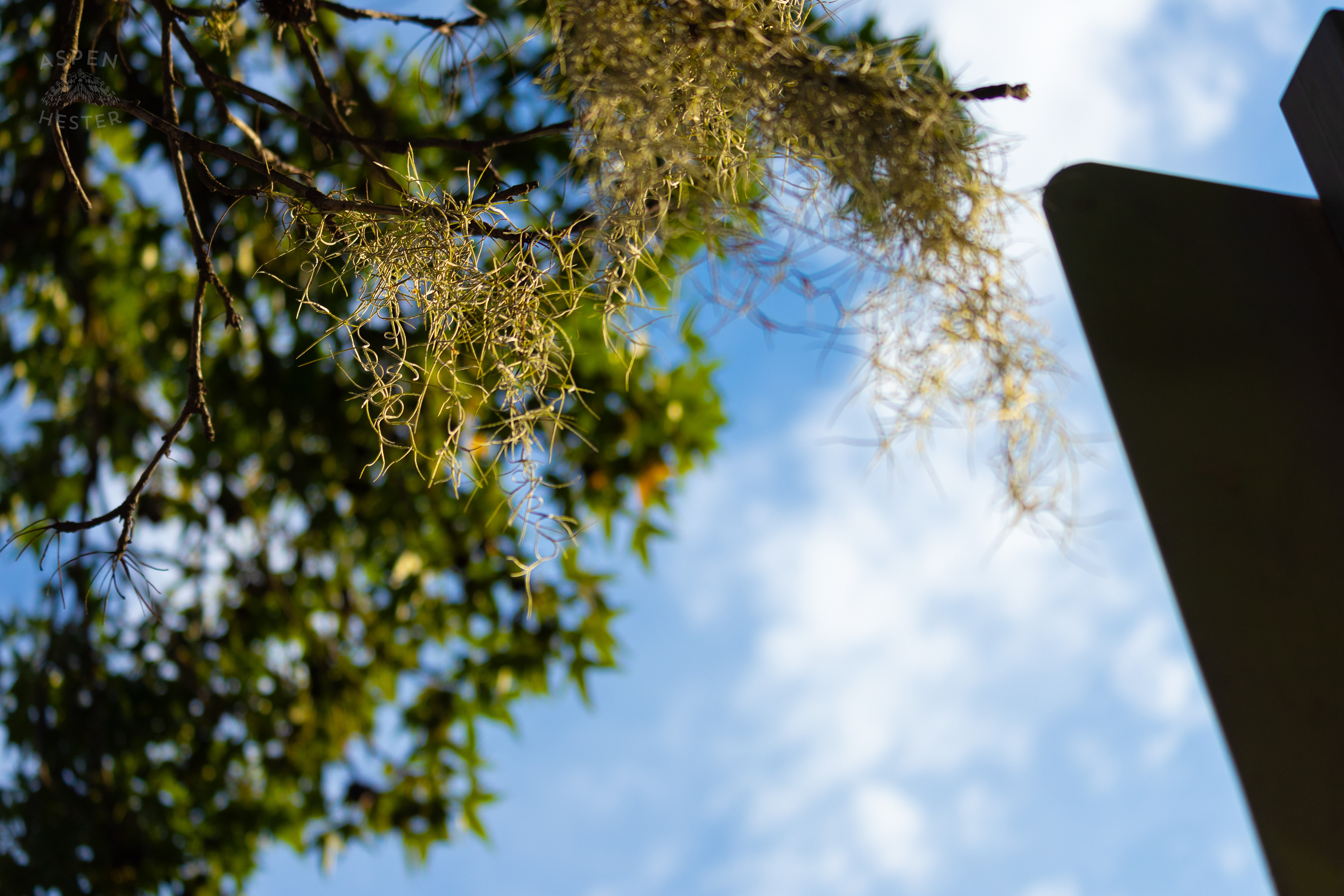 Spanish Moss In Savannah Georgia. June 24th, 2024/Aspen Hester