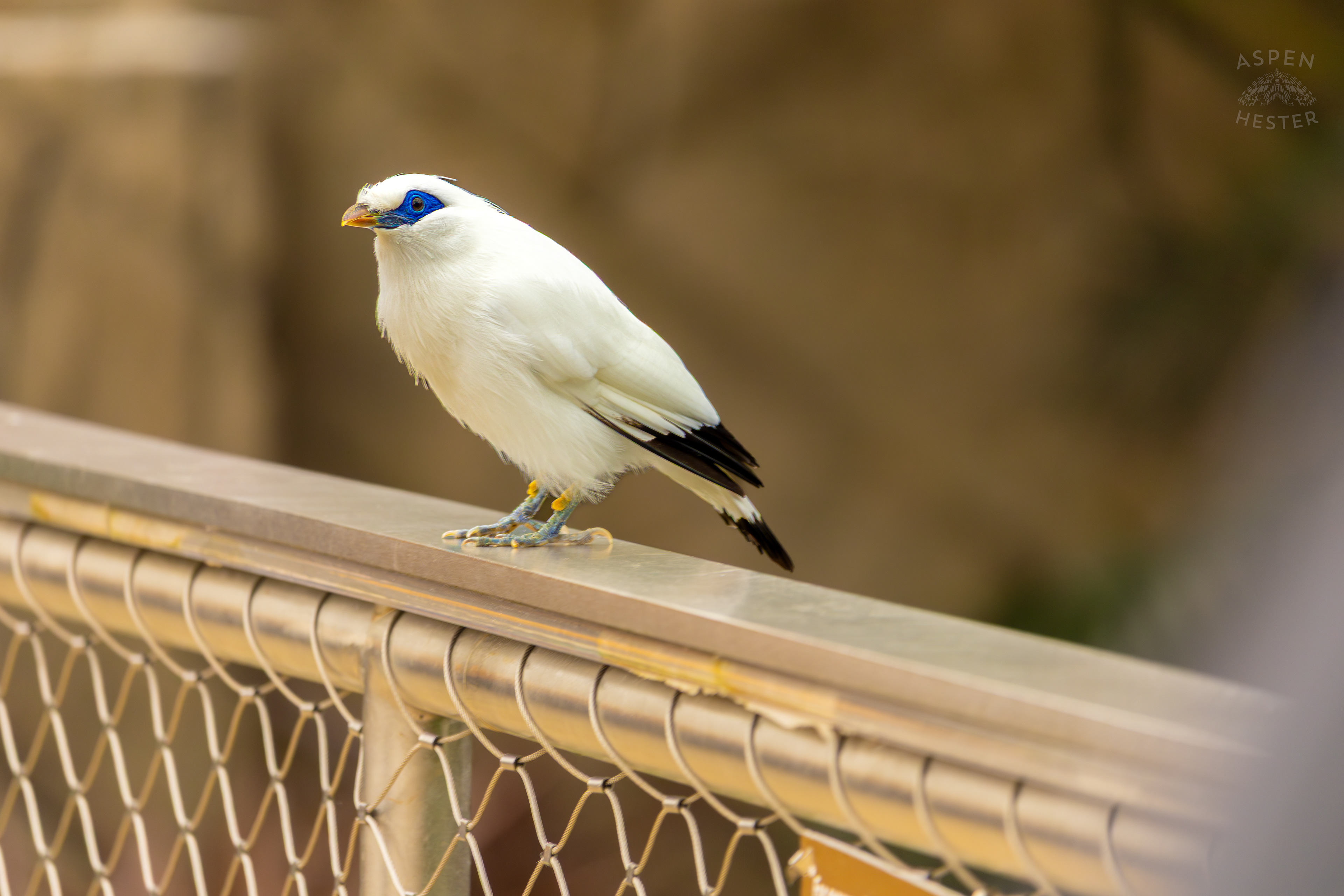 A Bali Myna Rests on The Rails of The Wetlands Inside The National Aviary in Pittsburgh Pennsylvania. February 26th, 2025/Aspen Hester