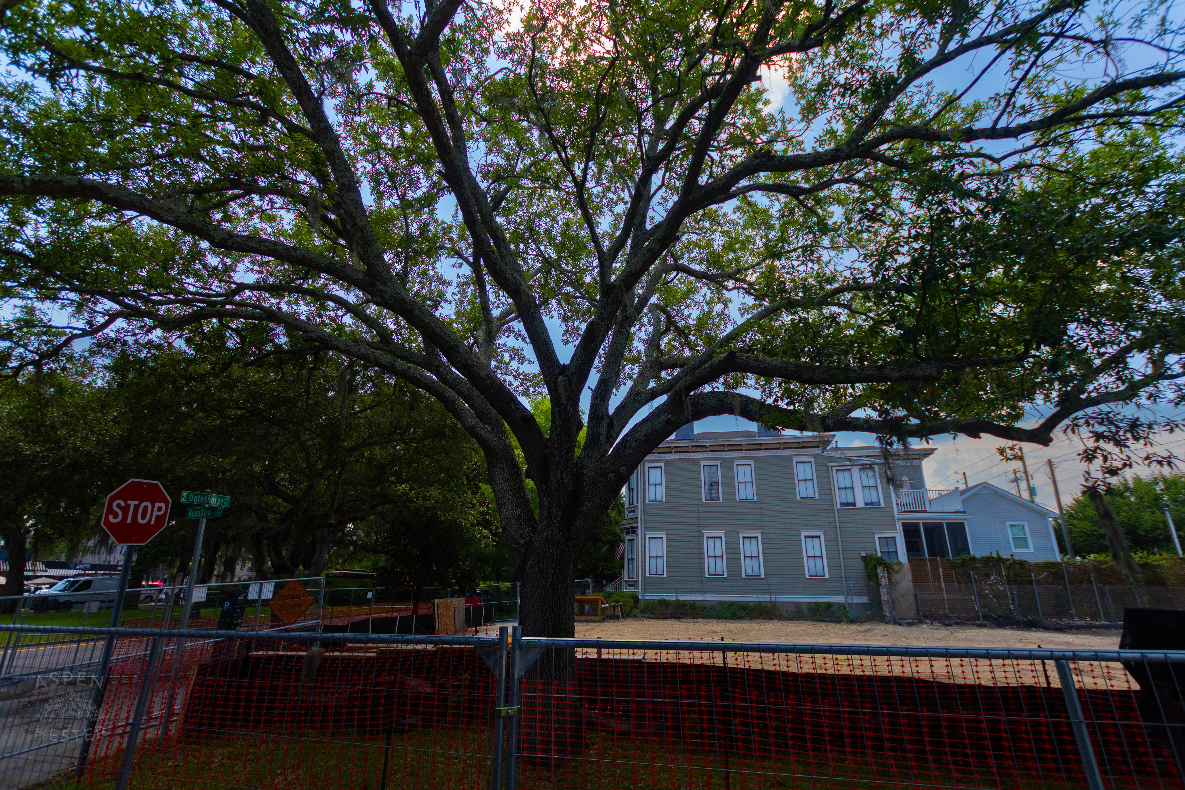 Oak Tree in Savannah Georgia. June 26th, 2024/Aspen Hester