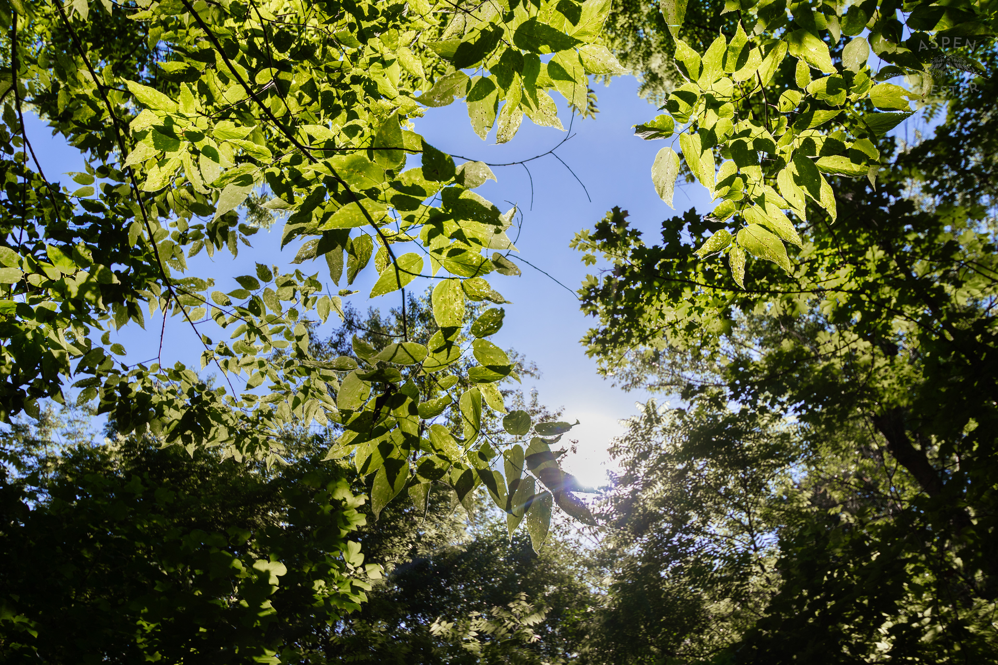 Sunlit Foliage in Cherokee Park. June 11th, 2024/Aspen Hester