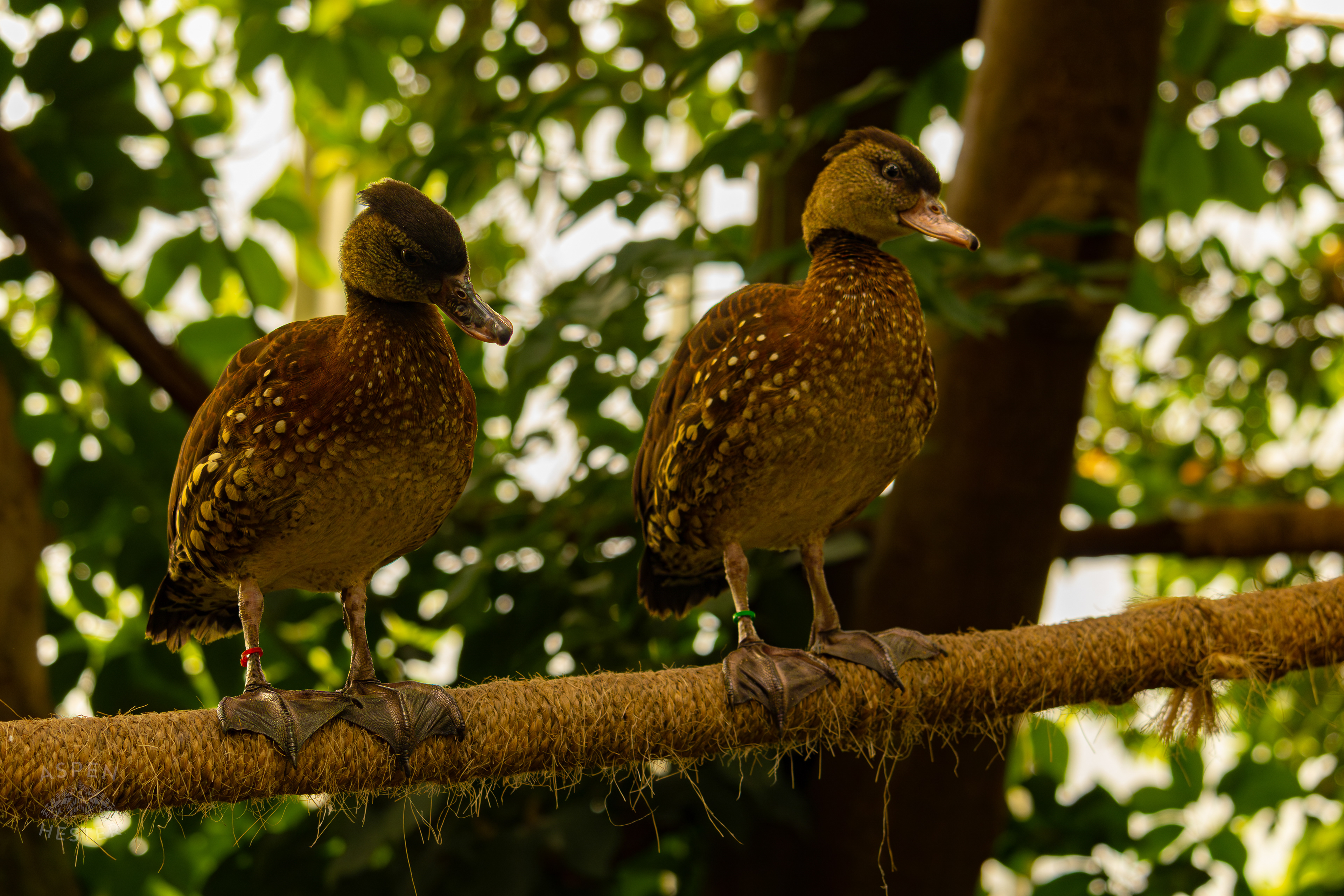 Two Spotted Whistling Ducks Stand Together in The Rainforest Inside The National Aviary in Pittsburgh Pennsylvania. February 26th, 2025/Aspen Hester