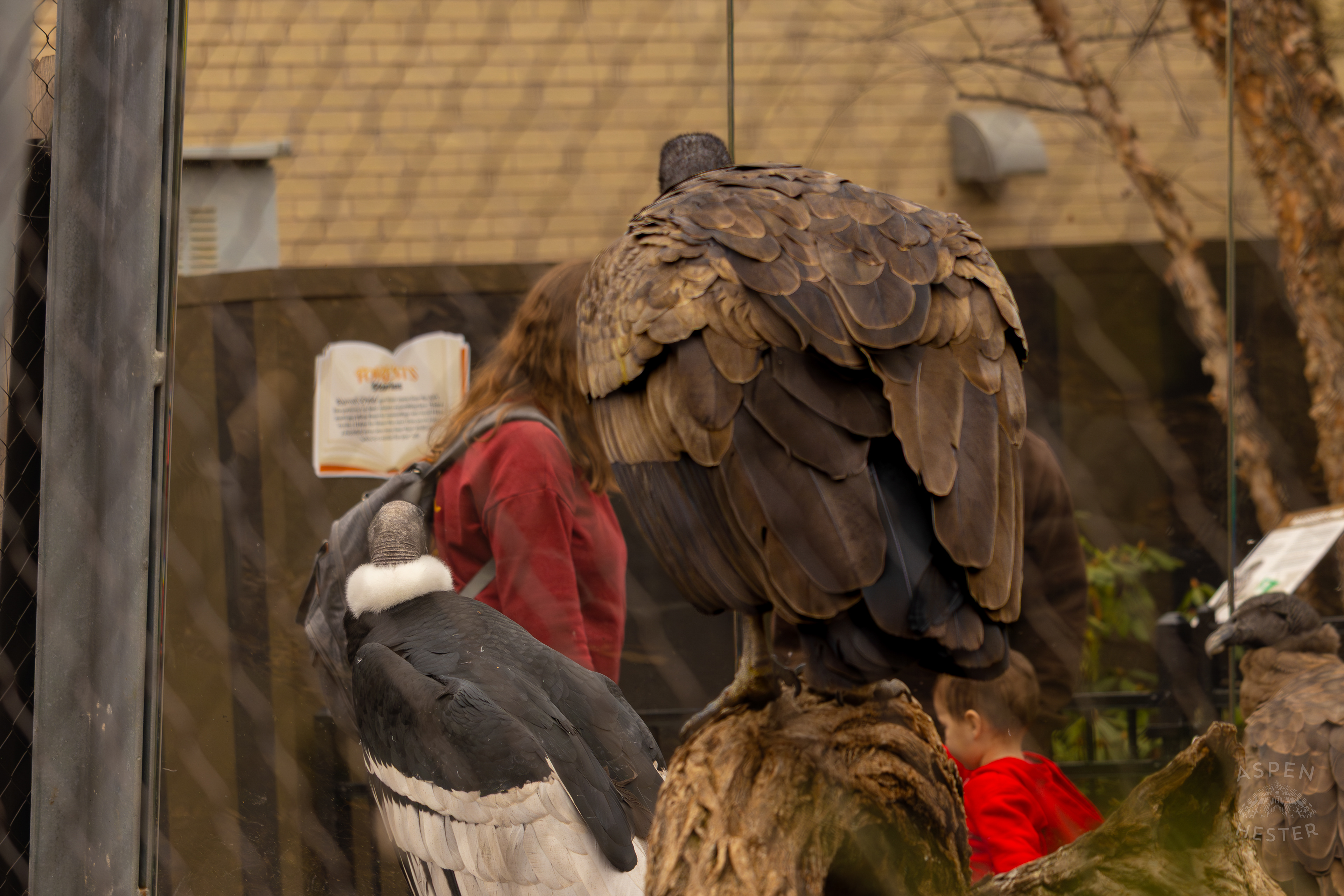 An Andean Condor Perches On A Stump in Condor Court Inside The National Aviary in Pittsburgh Pennsylvania. February 26th, 2025/Aspen Hester